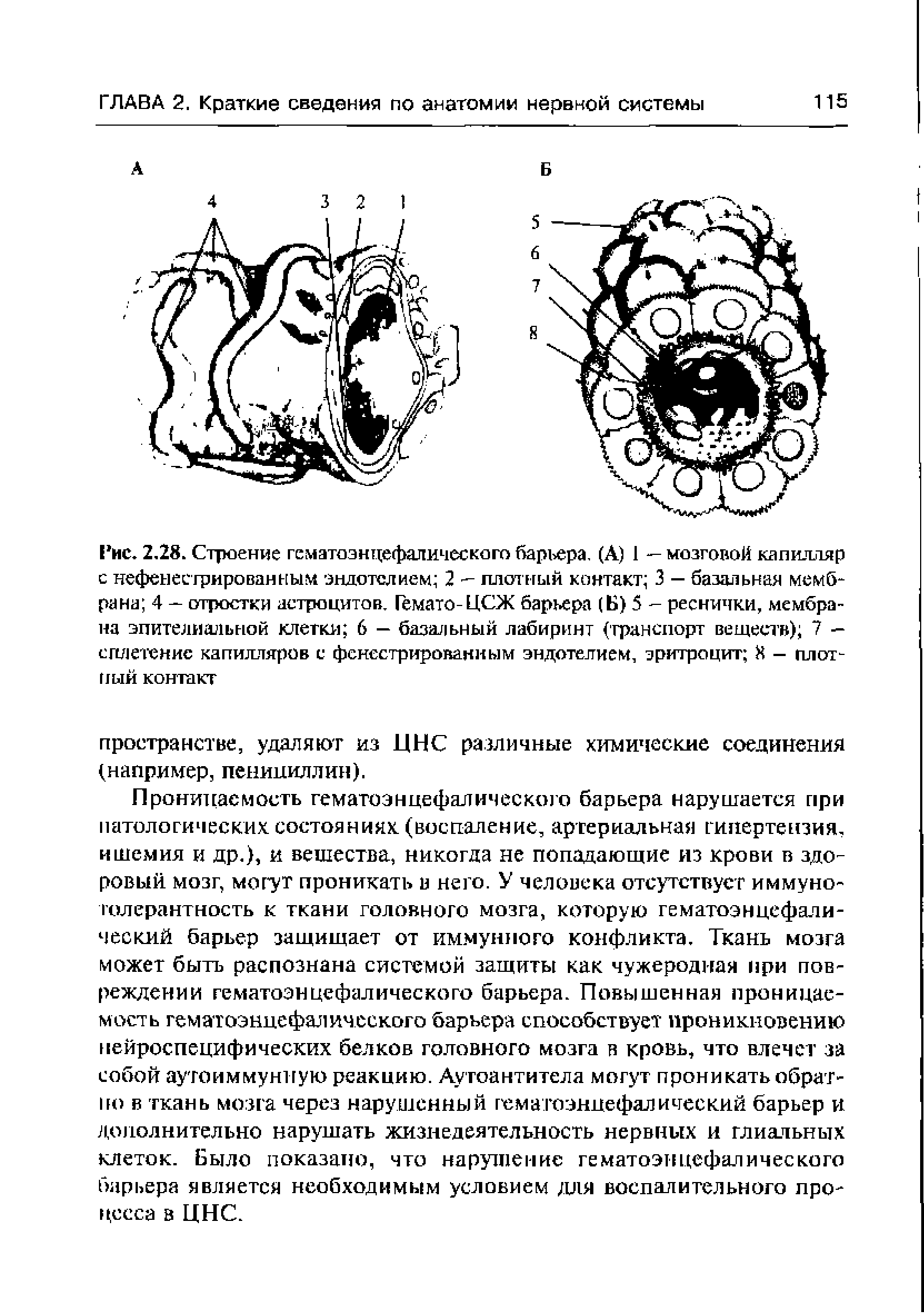 Рис. 2,28. Строение гематоэнцефалического барьера, (А) 1 — мозговой капилляр с нефенесгрированным эндотелием 2 - плотный контакт 3 — базальная мембрана 4 — отростки астроцитов. Гемато-ЦСЖ барьера (Б) 5 - реснички, мембрана эпителиальной клетки 6 — базальный лабиринт (гранспорт веществ) 7 — сплетение капилляров с фенестрированным эндотелием, эритроцит 8 — плотный контакт...