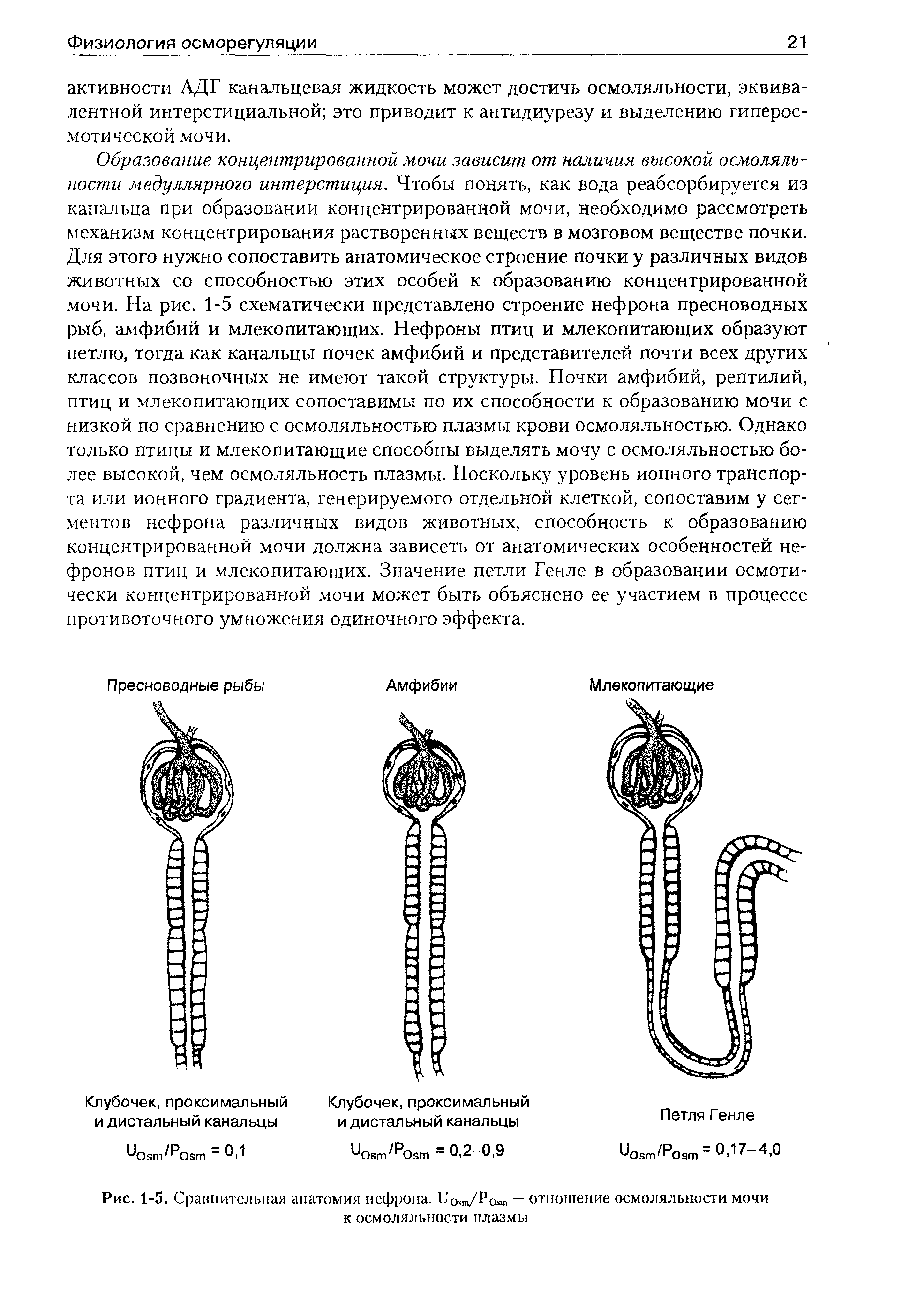 Рис. 1-5. Сравнительная анатомия нефрона. ио,го/Рояп — отношение осмоляльности мочи к осмоляльности плазмы...