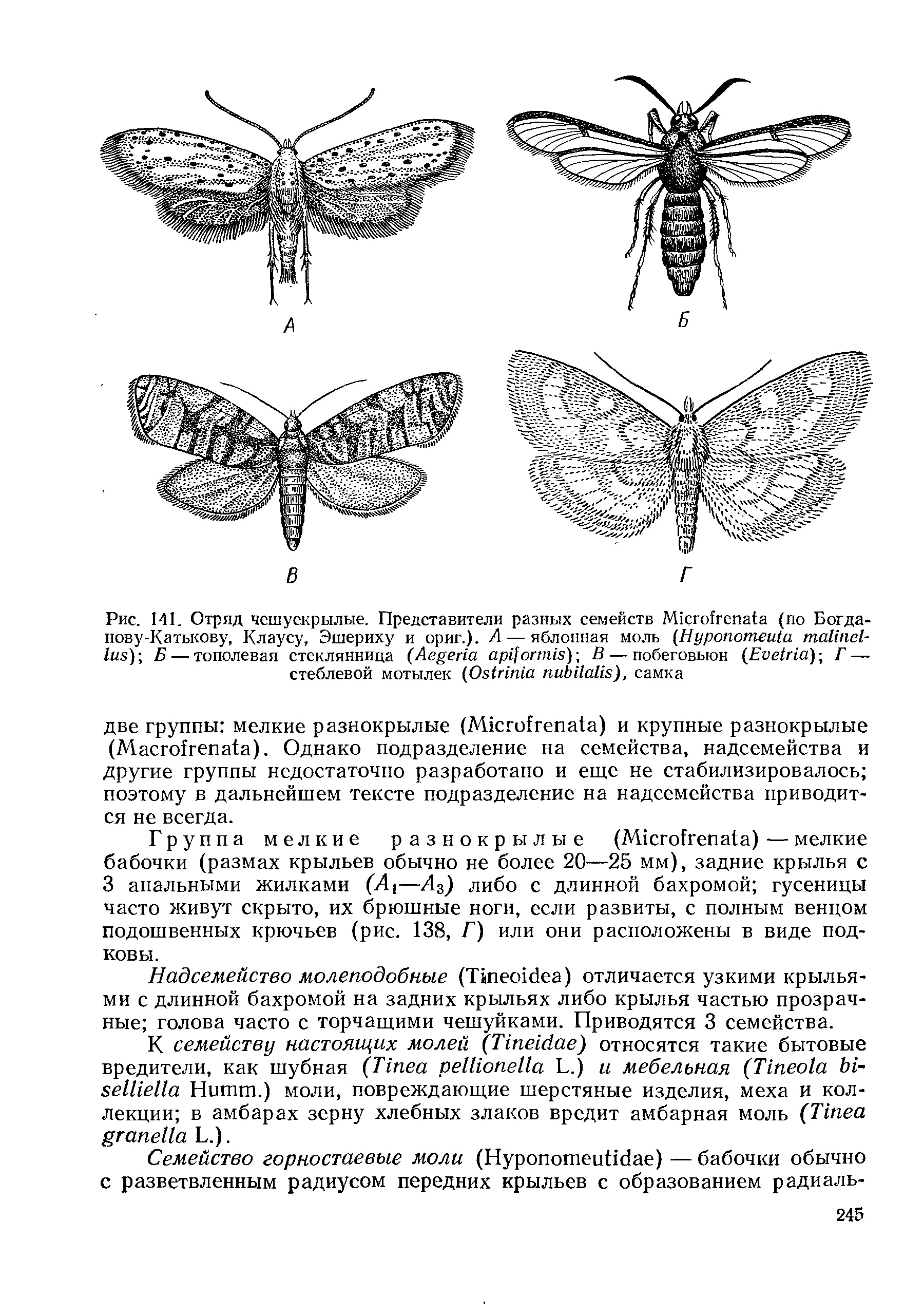 Рис. 141. Отряд чешуекрылые. Представители разных семейств 4к го1 гепа1 а (по Богда-нову-Катькову, Клаусу, Эшериху и ориг.). А— яблонная моль (НуропотеШа таНпе1-1иБ) Б — тополевая стеклянница (АеуеПа ар1 огт15) В — побеговьюн Г —...