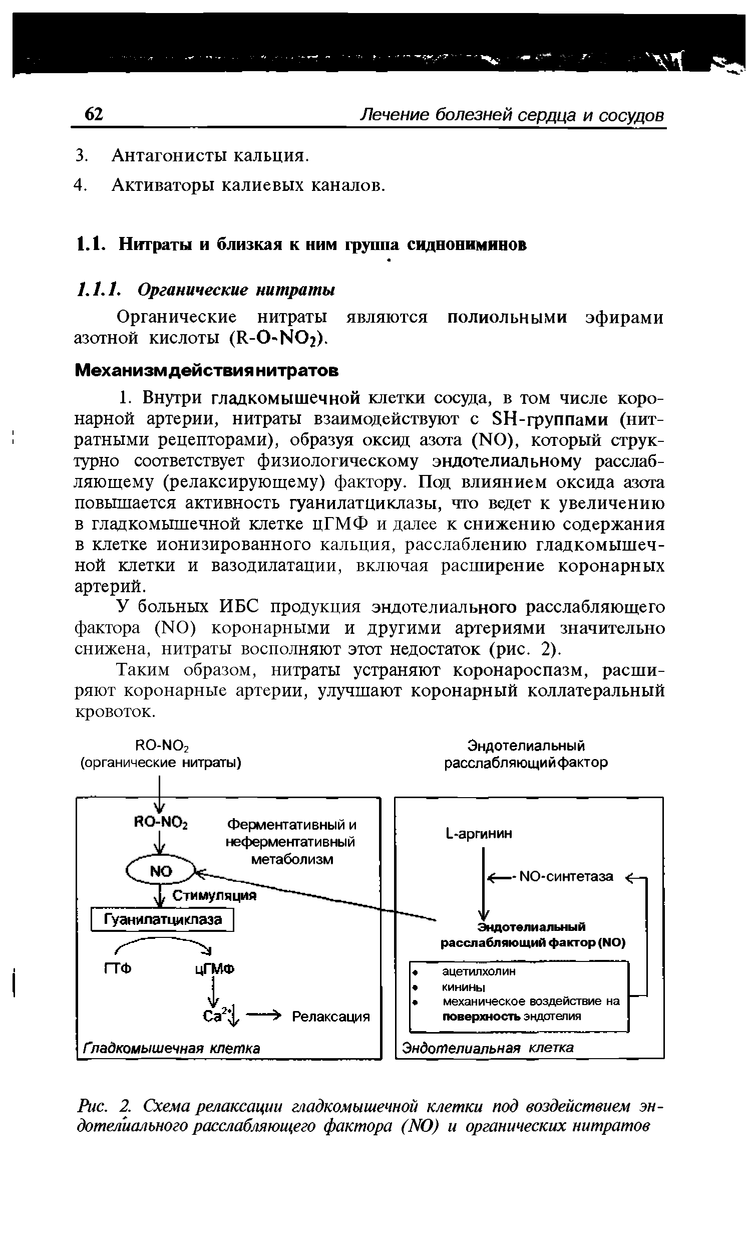 Рис. 2. Схема релаксации гладкомышечной клетки под воздействием эндотелиального расслабляющего фактора (NO) и органических нитратов...