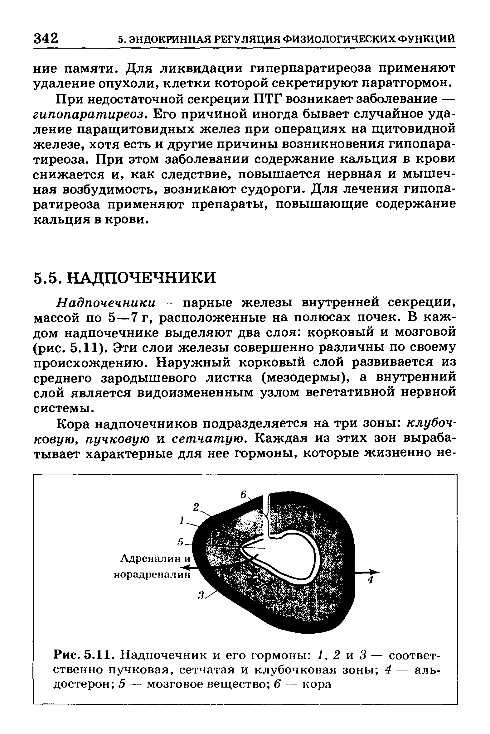 Рис. 5.11. Надпочечник и его гормоны 1, 2 и 3 — соответственно пучковая, сетчатая и клубочковая зоны 4 — альдостерон 5 — мозговое вещество 6 — кора...