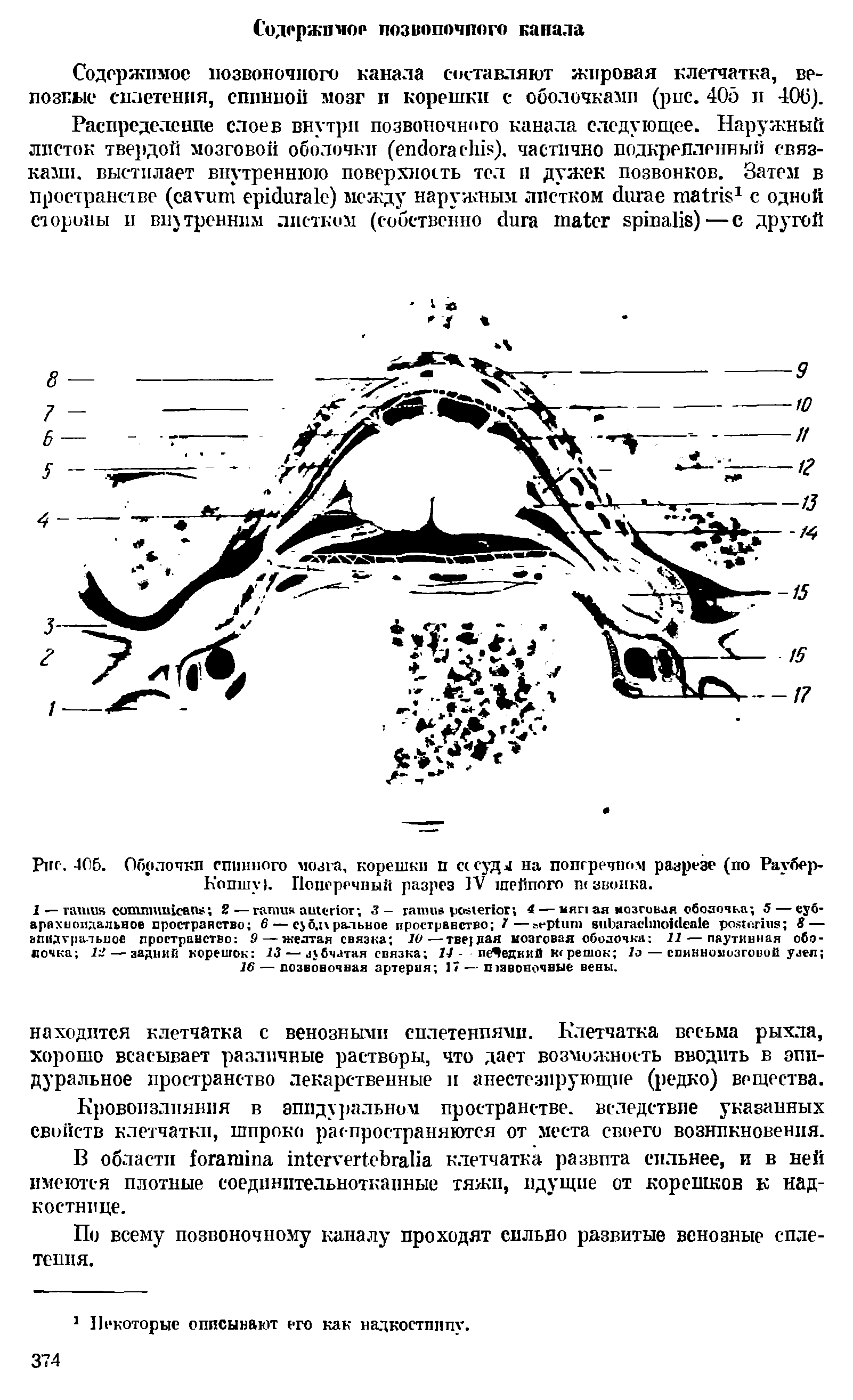 Рис. 405. Оболочки спинного мозга, корешки п на попгречном разрезе (по Раубер-K . Поперечный разрез IV шейпого п< звонка.