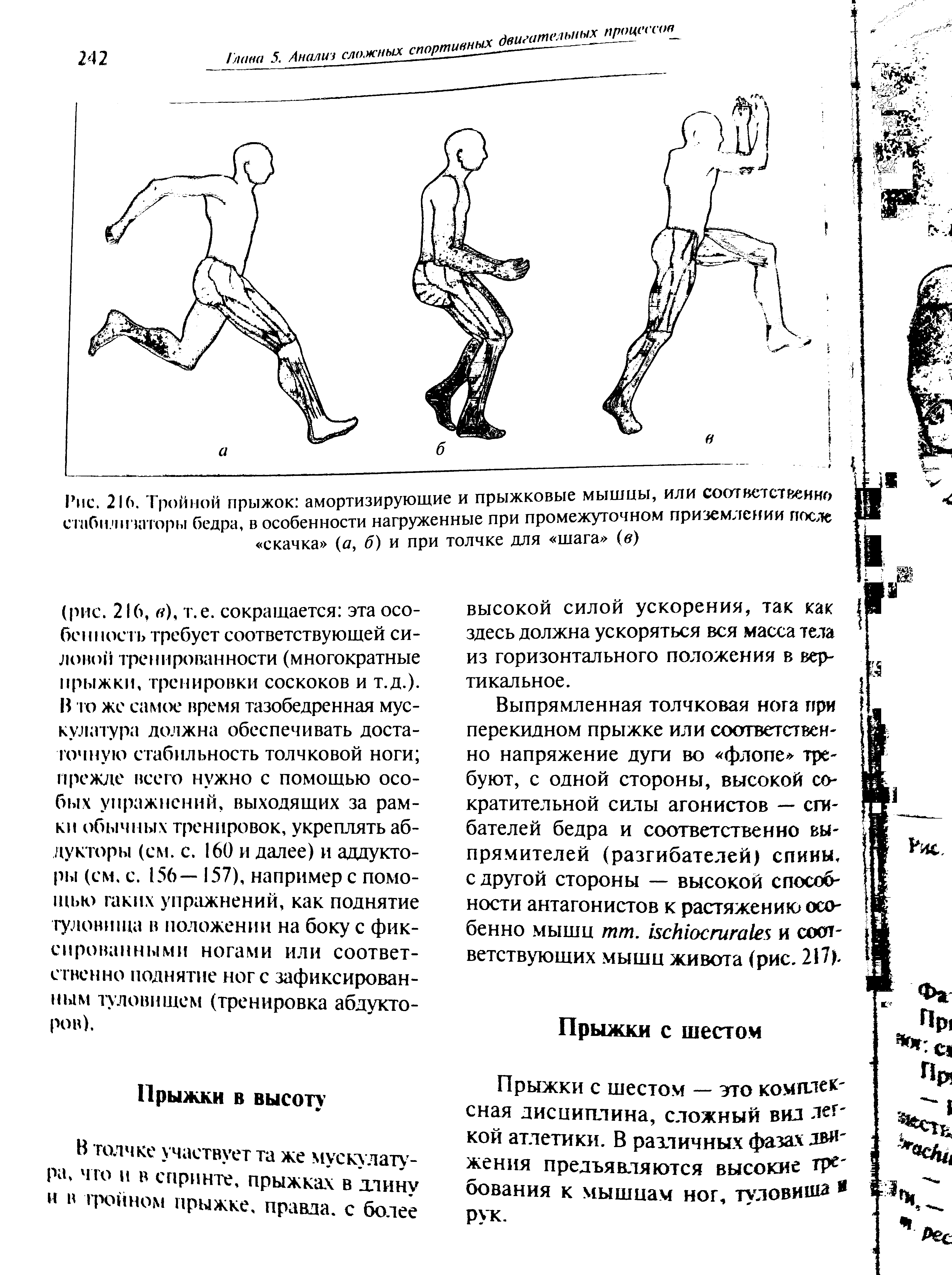 Рис. 216. Тройной прыжок амортизирующие и прыжковые мышцы, или соответственно с гибпличаторы бедра, в особенности нагруженные при промежуточном приземлении после...