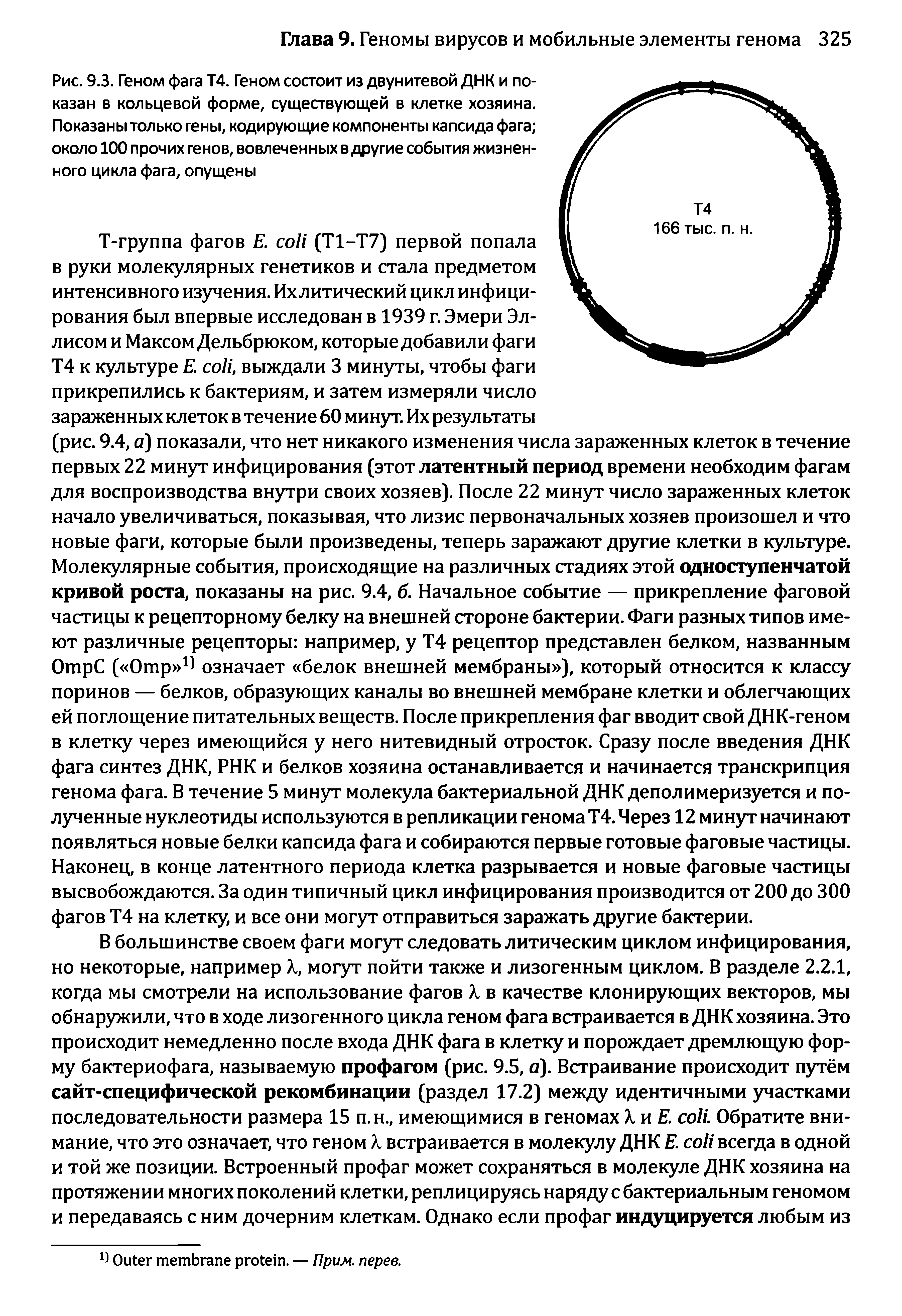 Рис. 9.3. Геном фага Т4. Геном состоит из двунитевой ДНК и показан в кольцевой форме, существующей в клетке хозяина. Показаны только гены, кодирующие компоненты капсида фага около 100 прочих генов, вовлеченных в другие события жизненного цикла фага, опущены...