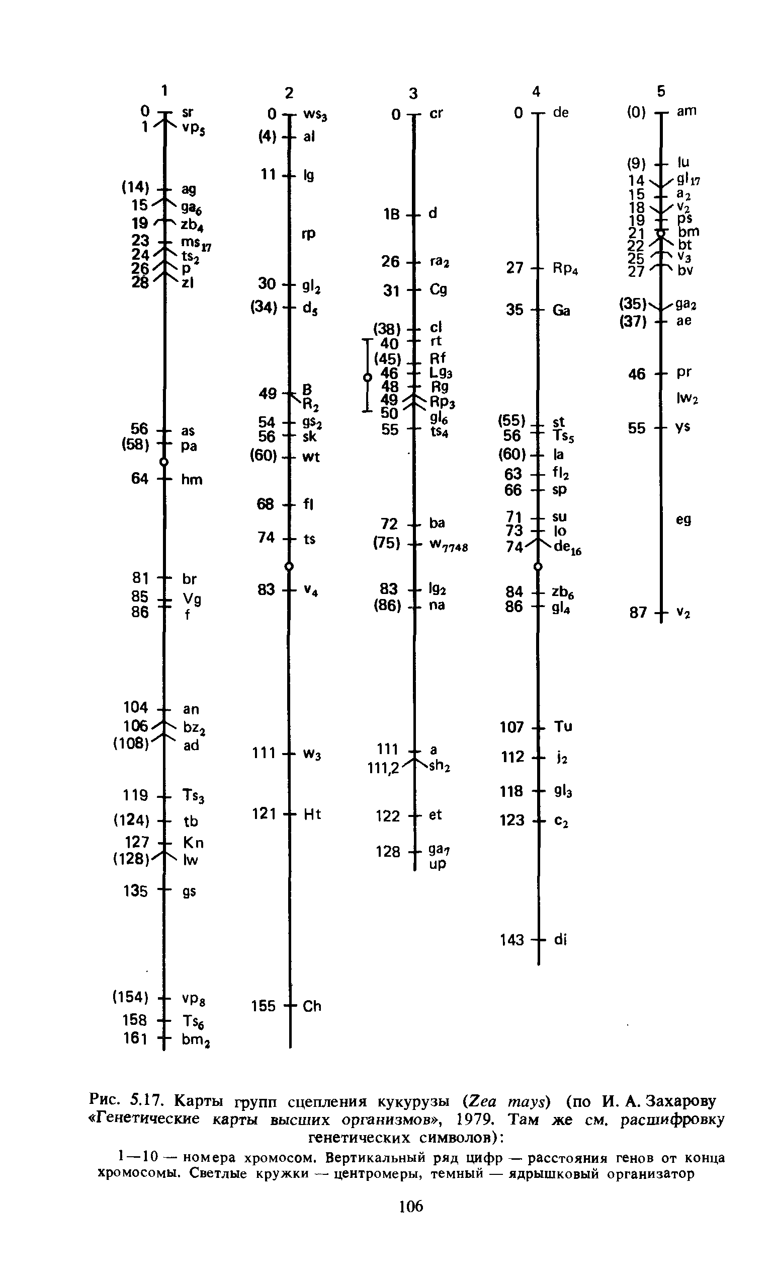 Рис. 5.17. Карты групп сцепления кукурузы (Z ) (по И. А. Захарову Генетические карты высших организмов , 1979. Там же см. расшифровку генетических символов) ...