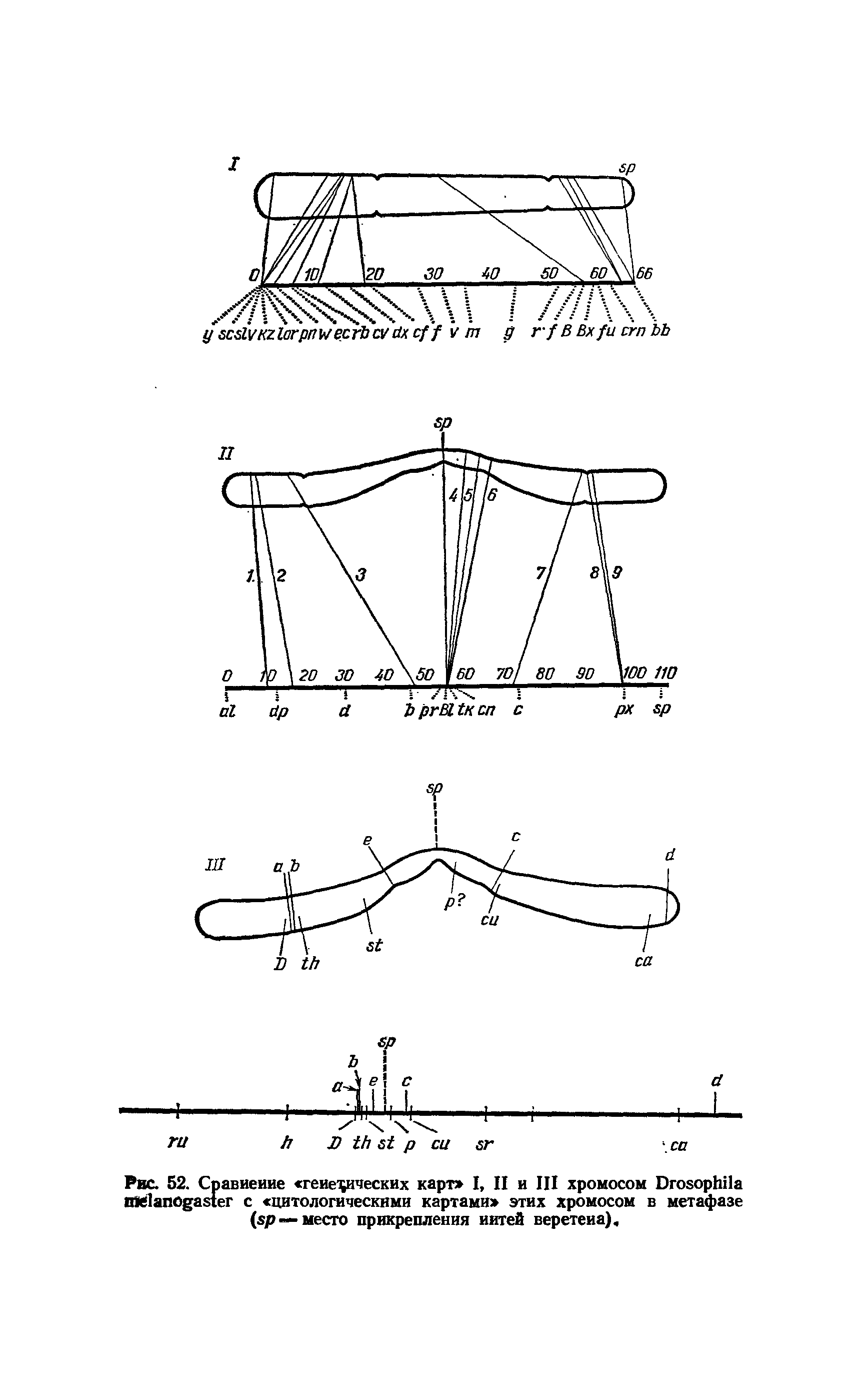 Рис. 52. Сравнение генетических карт I, II и III хромосом D с цитологическими картами этих хромосом в метафазе ( — место прикрепления нитей веретена).