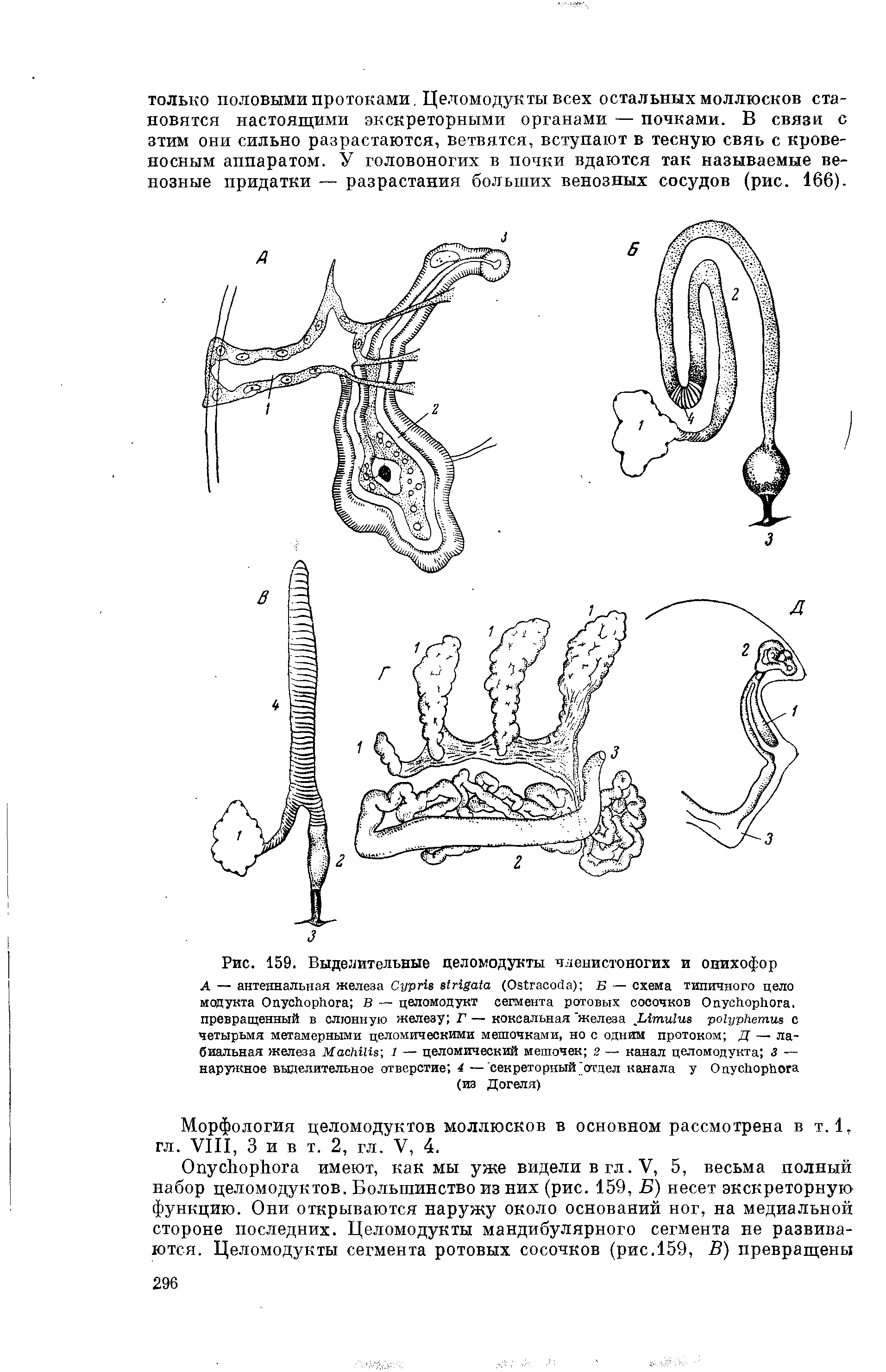 Рис. 159. Выделительные целомодукты членистоногих и онихофор А — антеннальная железа С /рпв (ОзСглсоЛл) в — схема типичного цело...
