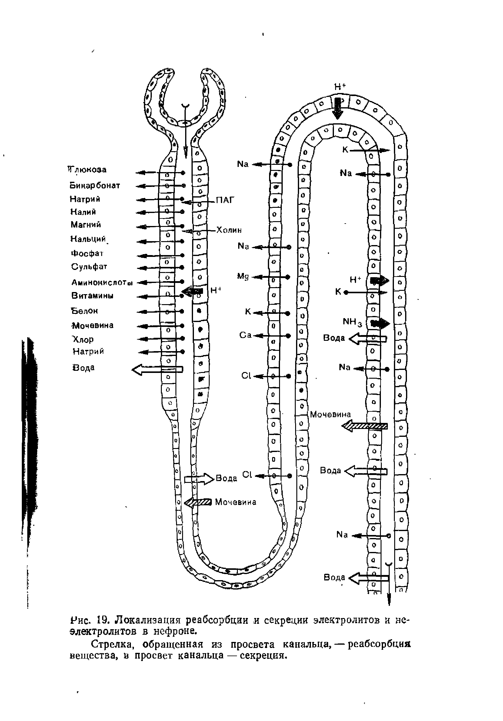 Рис. 19. Локализация реабсорбции и секреции электролитов и неэлектролитов в нефроне.