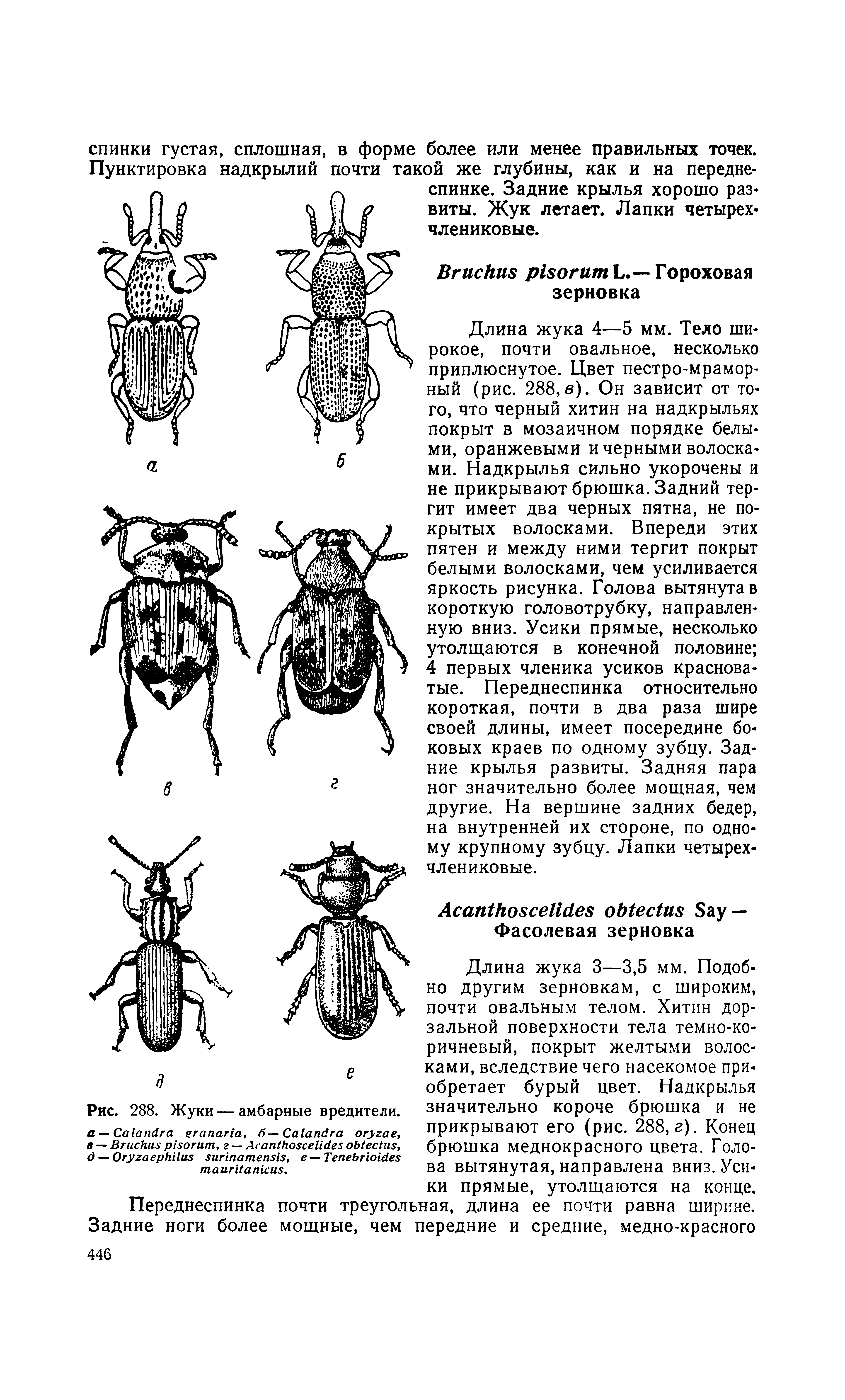 Рис. 288. Жуки — амбарные вредители. —C , б—C , в — B , г — A , — O , — T .