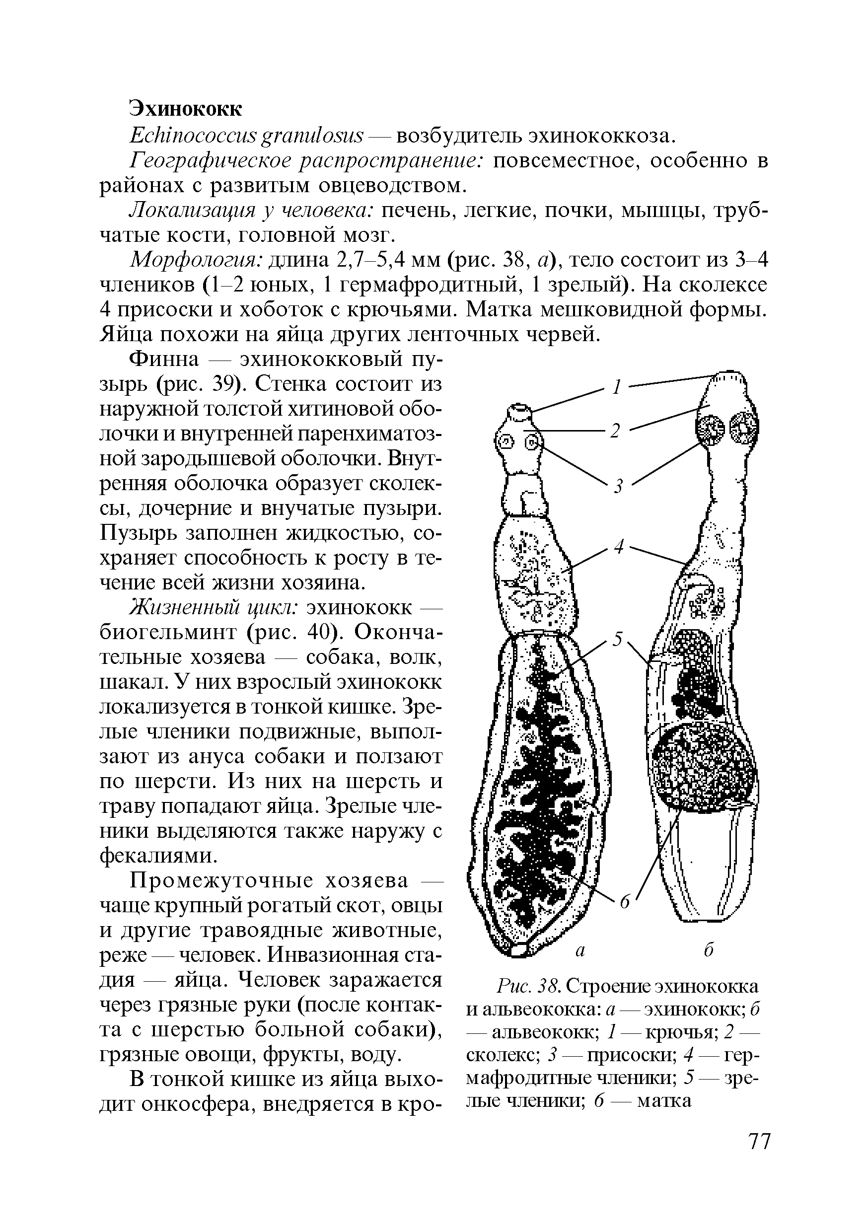 Альвеококк строение рисунок