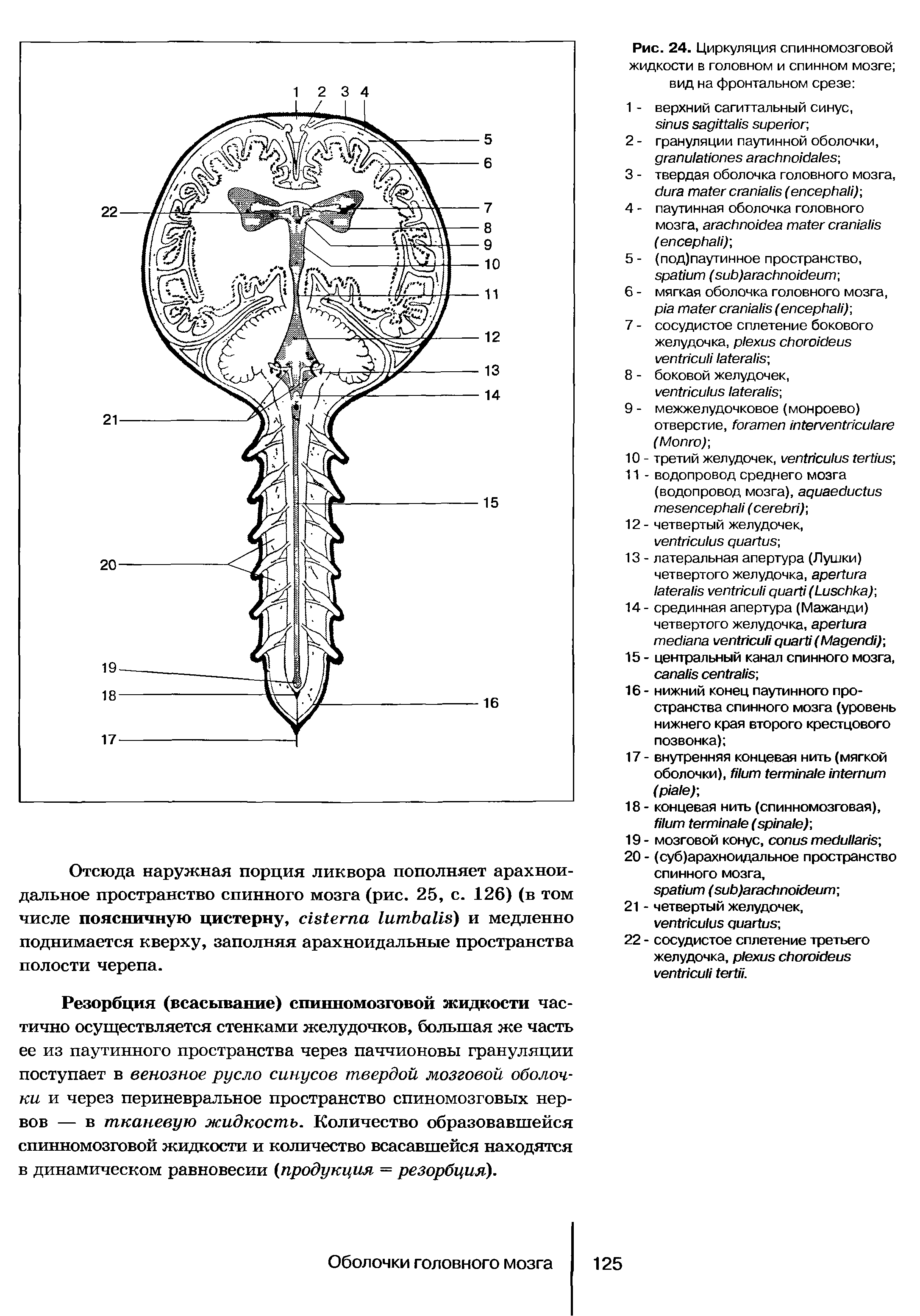 Рис. 24. Циркуляция спинномозговой жидкости в головном и спинном мозге вид на фронтальном срезе ...