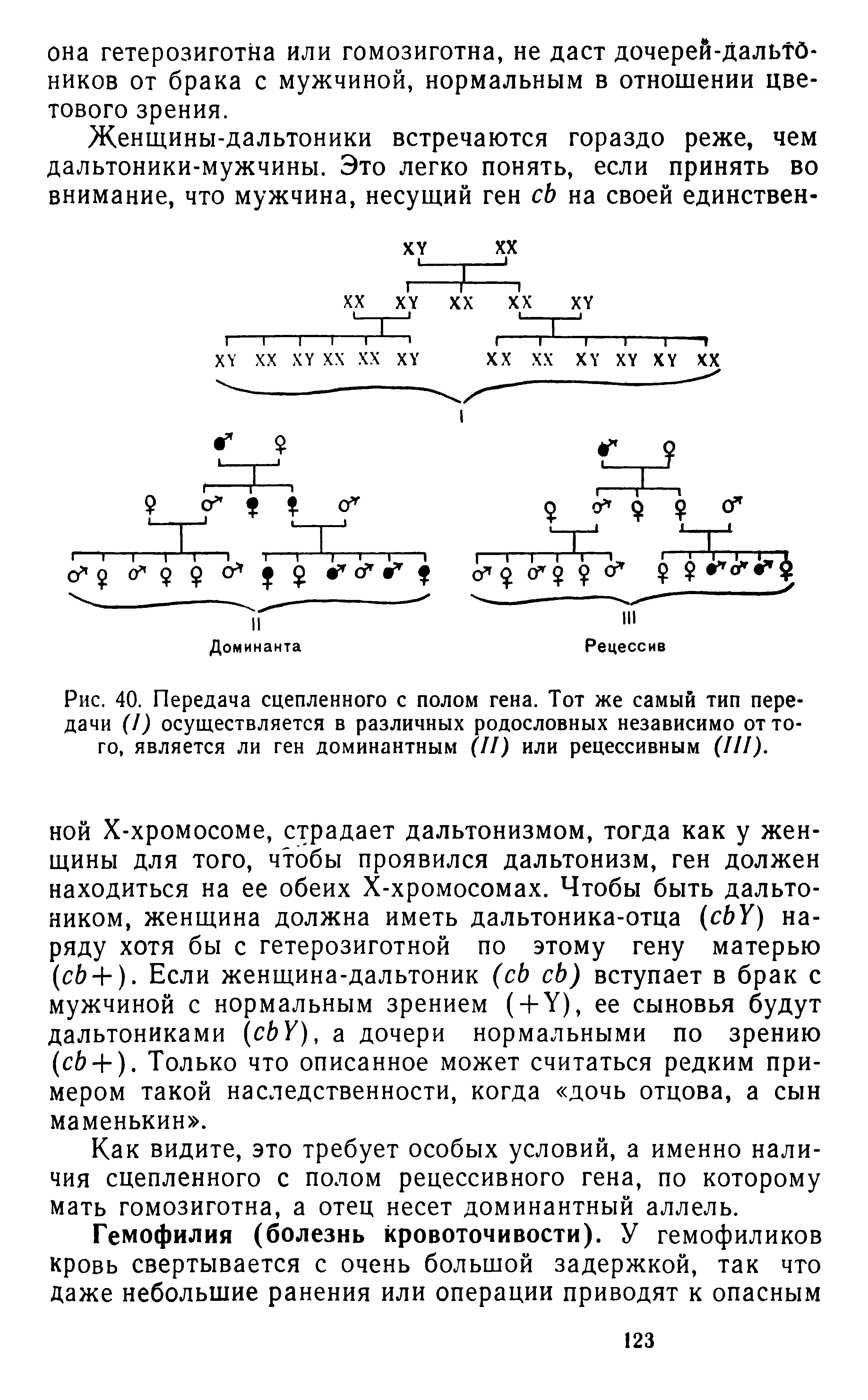 Рис. 40. Передача сцепленного с полом гена. Тот же самый тип передачи ( ) осуществляется в различных родословных независимо оттого, является ли ген доминантным (II) или рецессивным (III).