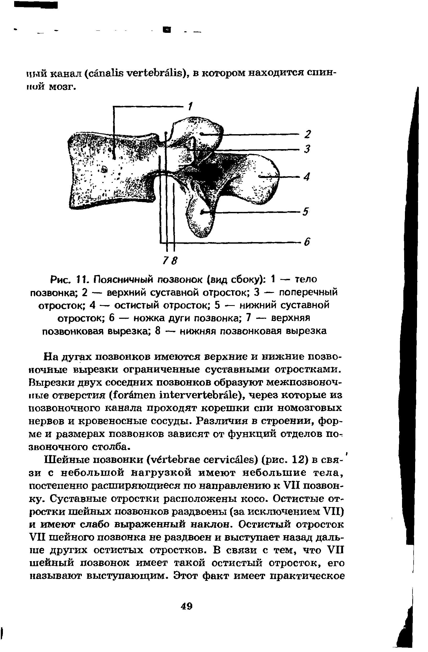 Рис. 11. Поясничный позвонок (вид сбоку) 1 — тело позвонка 2 — верхний суставной отросток 3 — поперечный отросток 4 — остистый отросток 5 — нижний суставной отросток 6 — ножка дуги позвонка 7 — верхняя позвонковая вырезка 8 — нижняя позвонковая вырезка...