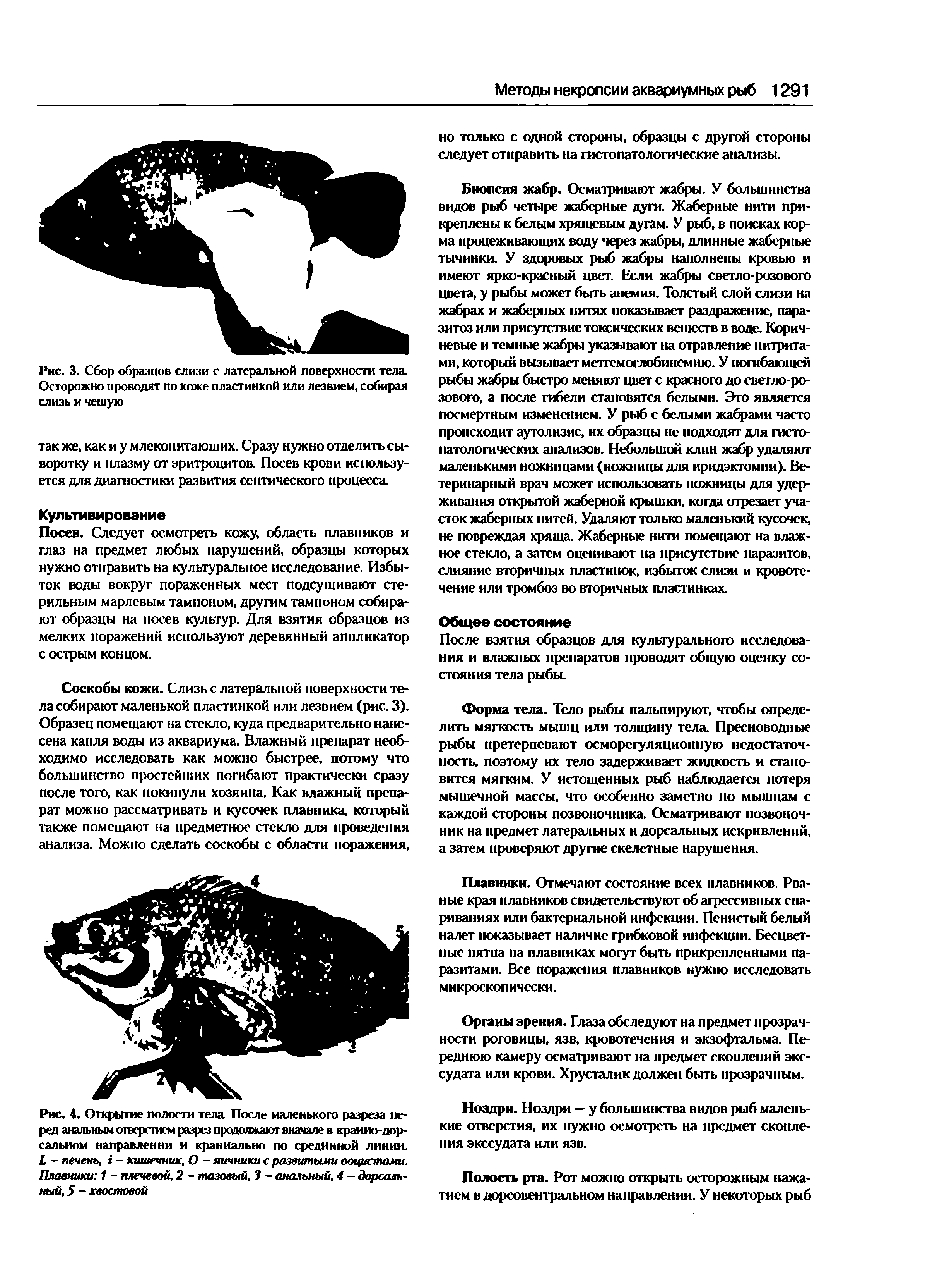 Рис. 4. Открытие полости тела После маленького разреза перед анальным отверстием разрез продолжают вначале в краиио-дор-сальиом направлении и краниально по срединной линии. I - печень, - кишечник, О - яичники с развитыми ооцистами. Плавники 1 - плечевой, 2 - тазовый, 3 - анальный, 4 - дорсальный, 5 - хвостовой...