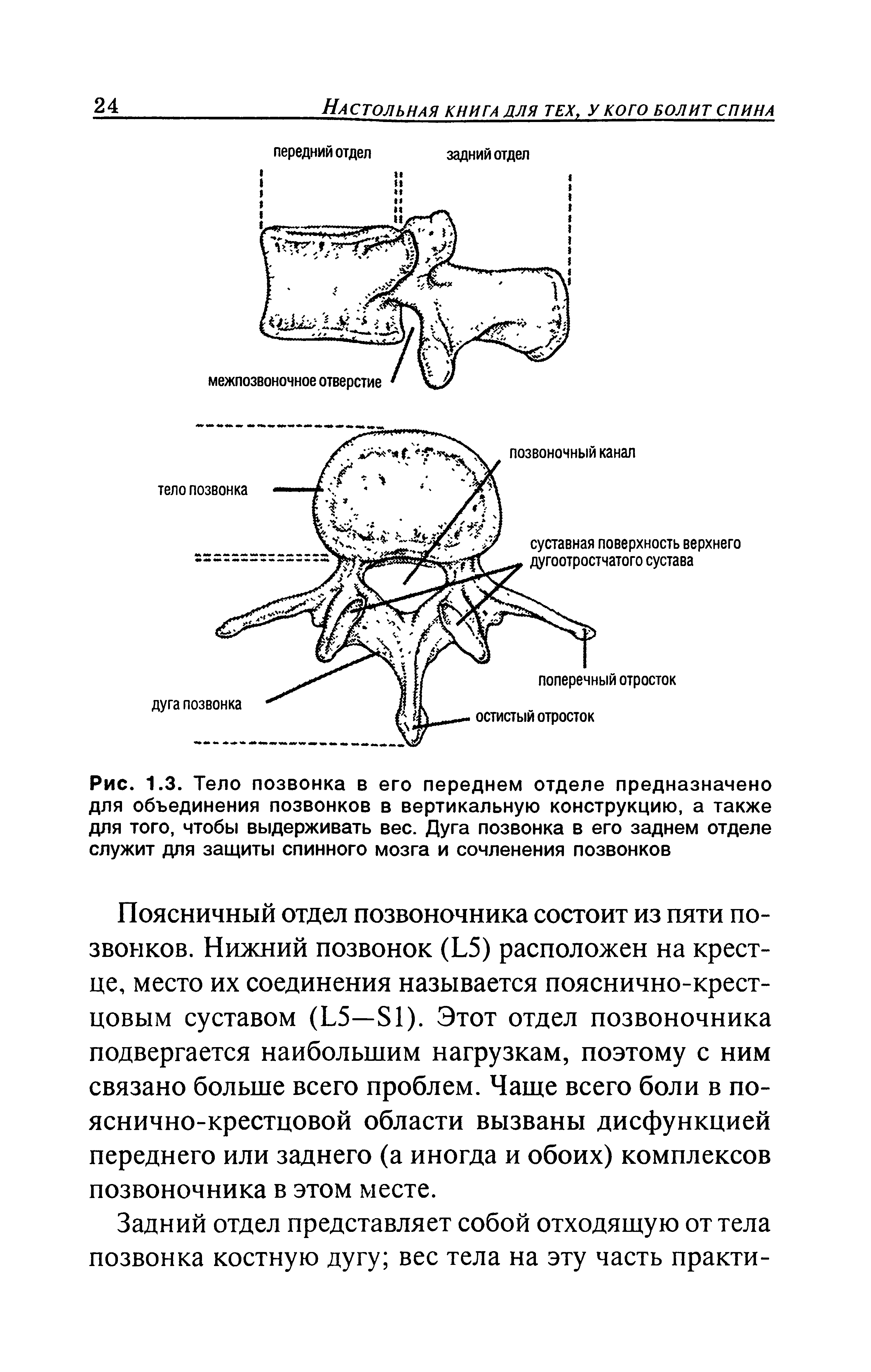 Рис. 1.3. Тело позвонка в его переднем отделе предназначено для объединения позвонков в вертикальную конструкцию, а также для того, чтобы выдерживать вес. Дуга позвонка в его заднем отделе служит для защиты спинного мозга и сочленения позвонков...