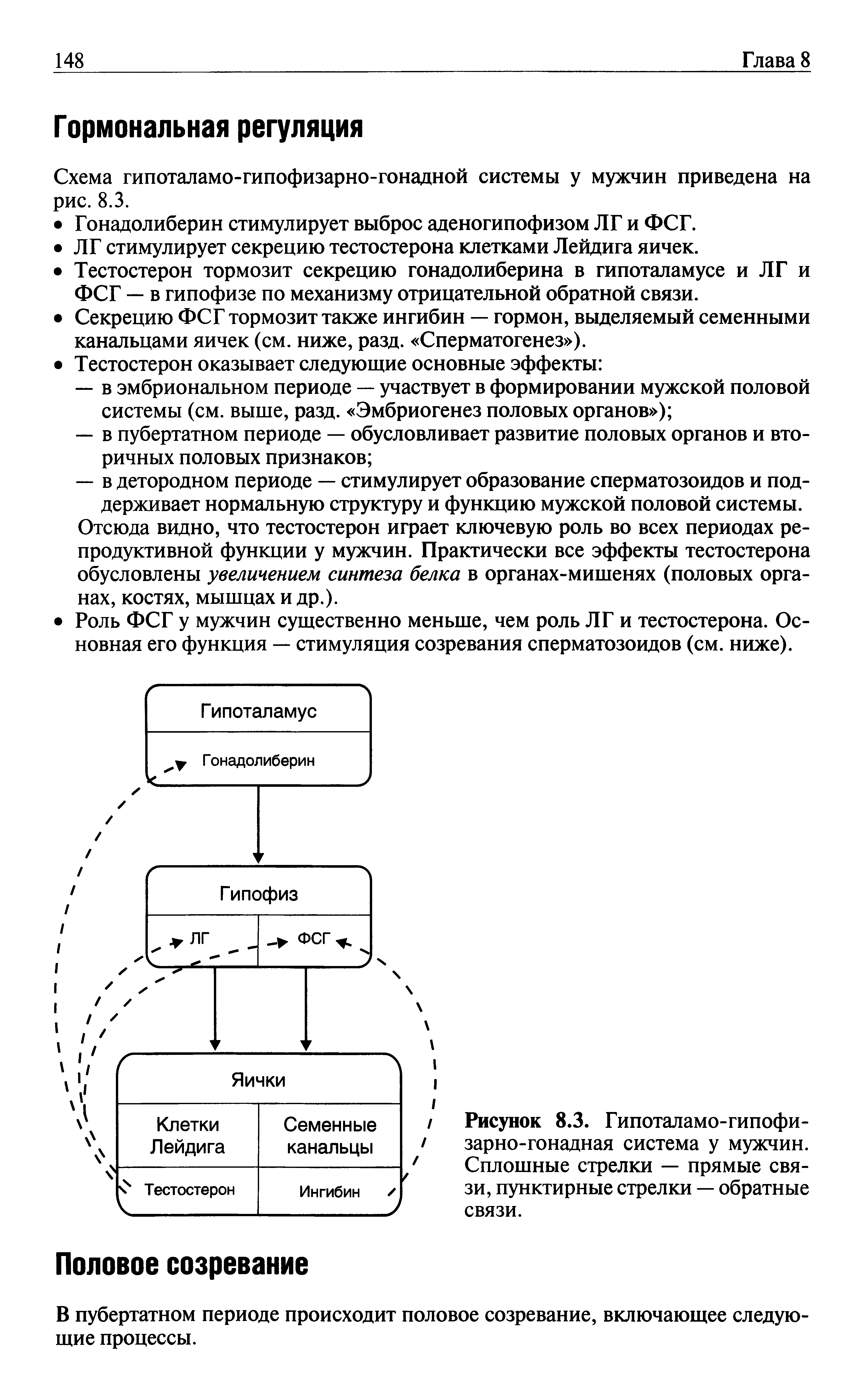 Рисунок 8.3. Гипоталамо-гипофи-зарно-гонадная система у мужчин. Сплошные стрелки — прямые связи, пунктирные стрелки — обратные связи.