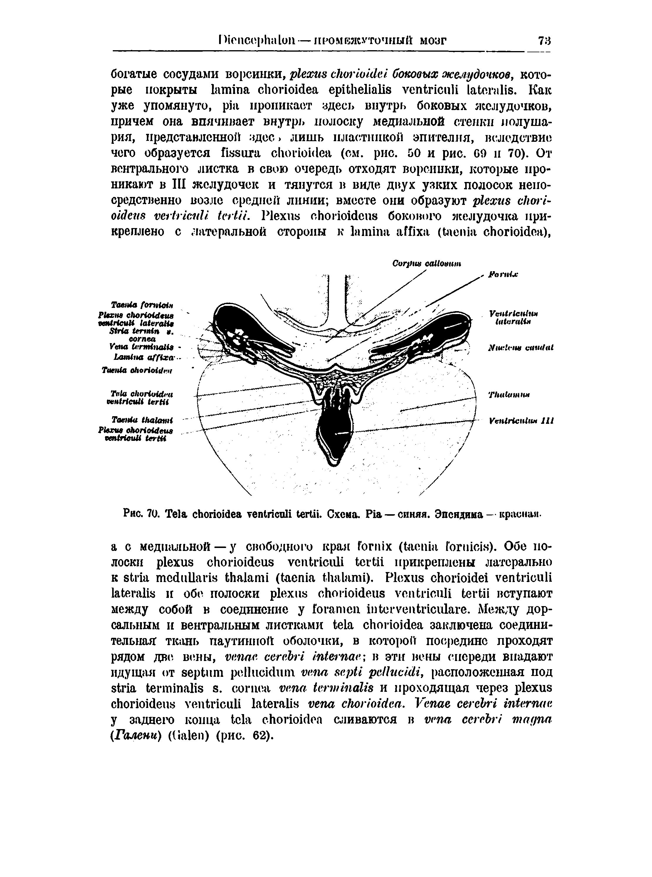 Рис. 70. T . Схема. P —синяя. Эпендима - красна .