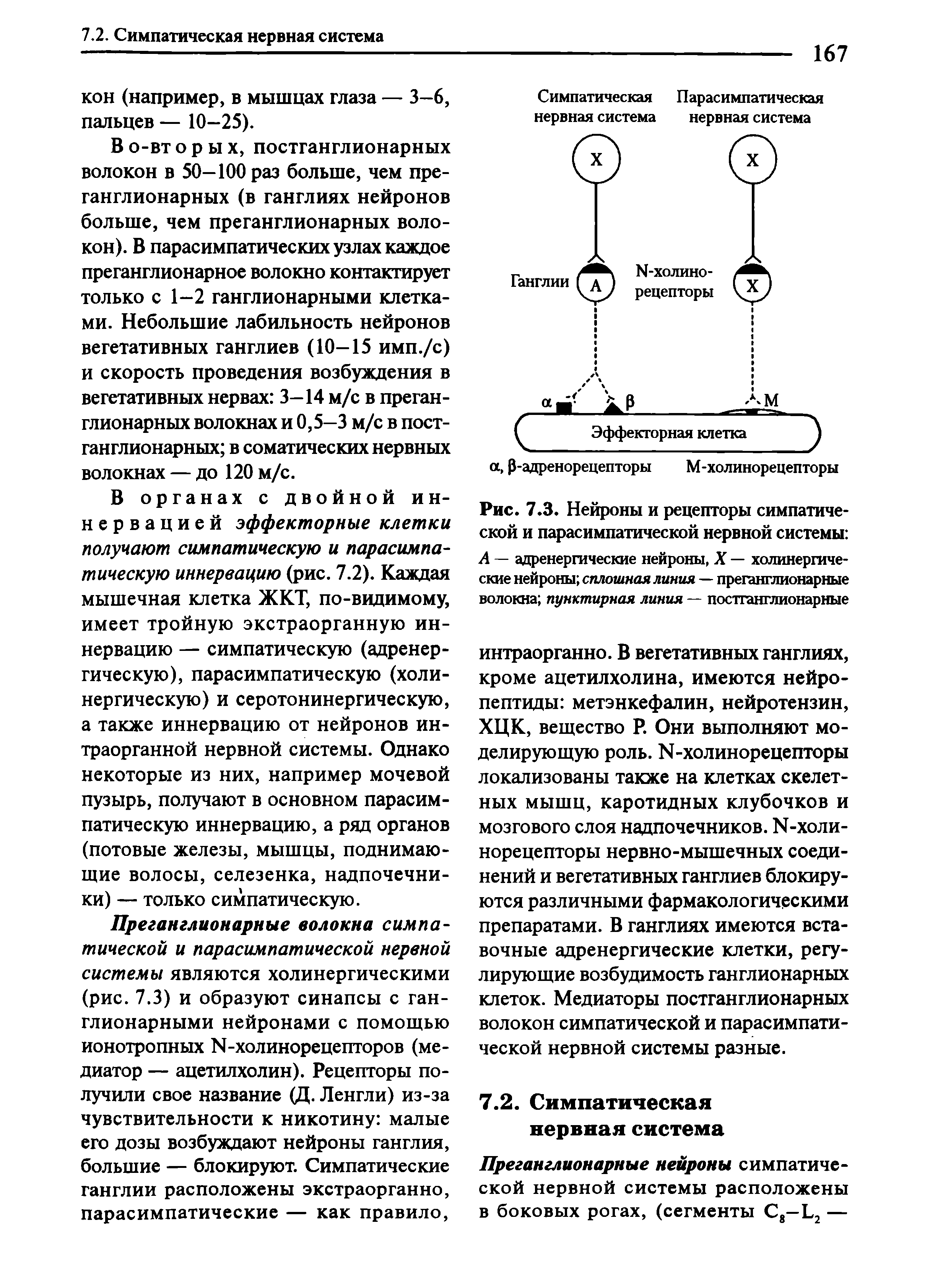 Рис. 7.3. Нейроны и рецепторы симпатической и парасимпатической нервной системы А — адренергические нейроны, X — холинергические нейроны сплошная линия — преганглионарные волокна пунктирная линия — постганглионарные...
