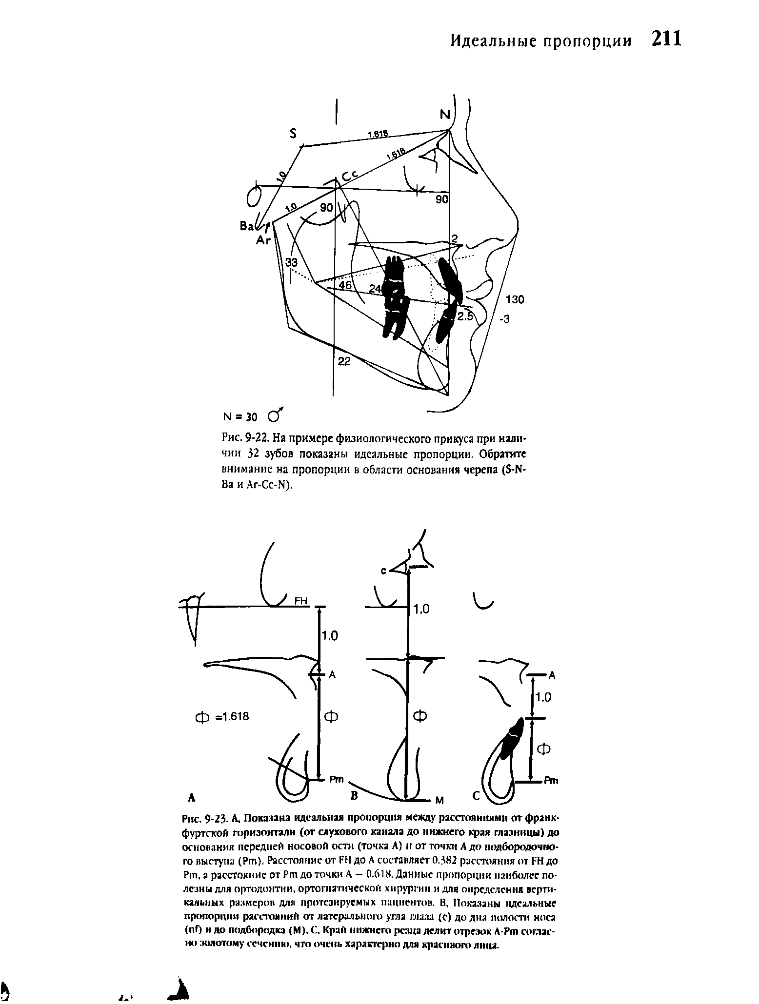 Рис. 9-22. На примере физиологического прикуса при наличии 32 зубов показаны идеальные пропорции. Обратите внимание на пропорции в области основания черепа ( -И-Ва и Аг-Сс-И).