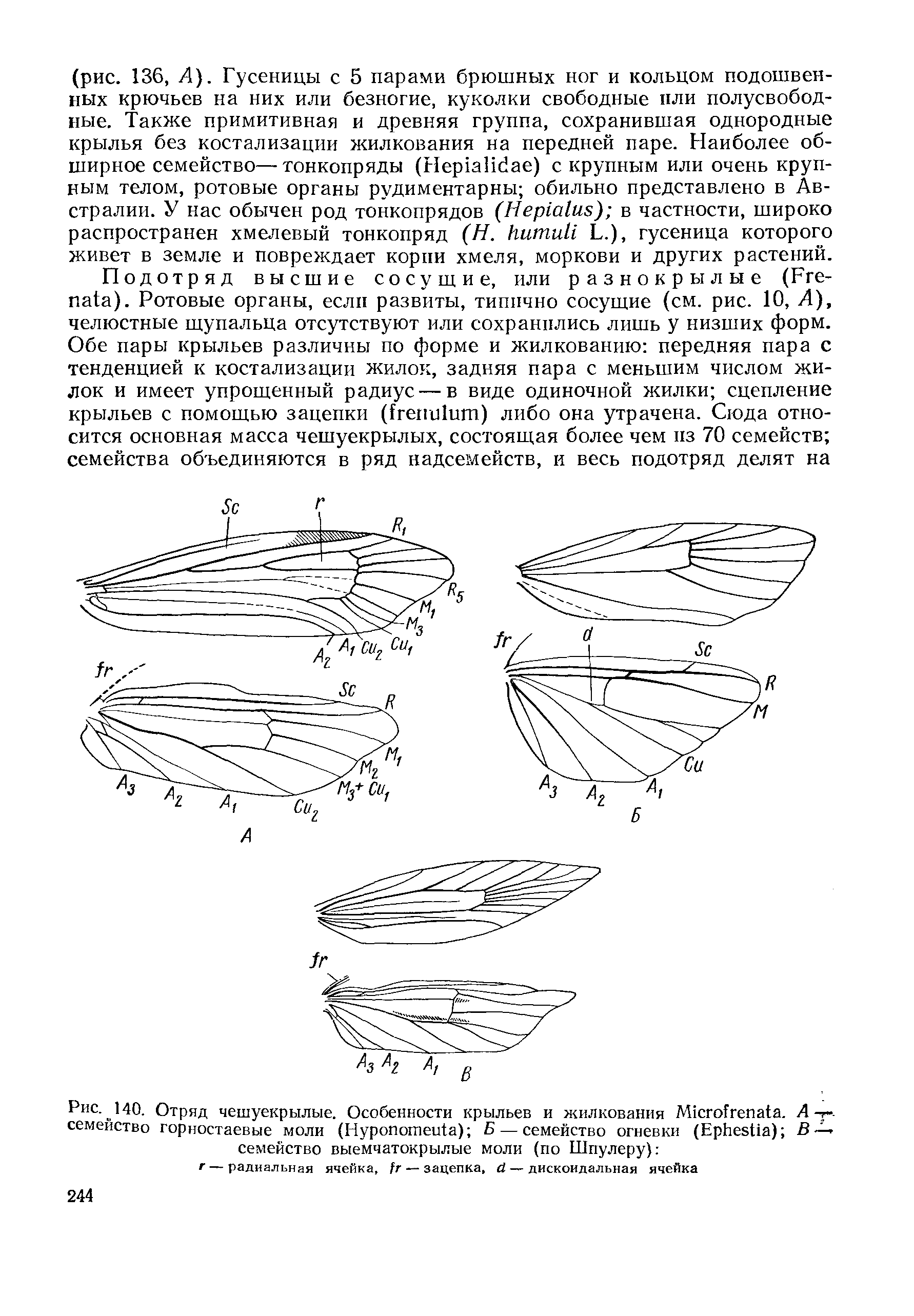 Рис. 140. Отряд чешуекрылые. Особенности крыльев и жилкования М1сгоГгепа1а. А -г-, семейство горностаевые моли (НуропотеЩа) Б — семейство огневки (ЕрЬевНа) В семейство выемчатокрылые моли (по Шпулеру) ...