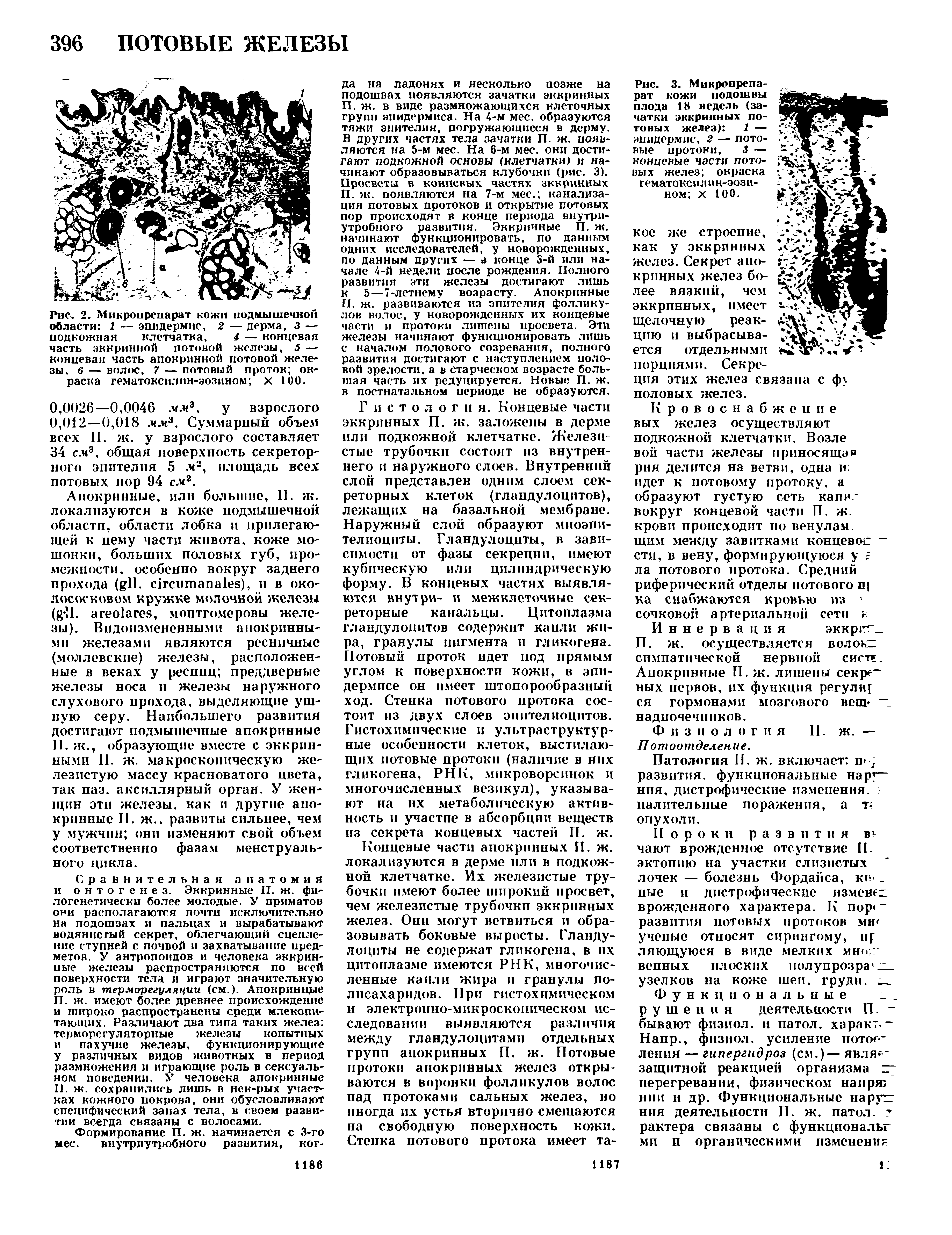 Рис. 2. Микропрепарат кожи подмышечной области 1 — эпидермис, 2 — дерма, 3 — подкожная клетчатка, 4 — концевая часть эккринной потовой железы, 5 — концевая часть апокринной потовой железы, б — волос, 7 — лотовый проток окраска гематоксилин-эозином X 100.