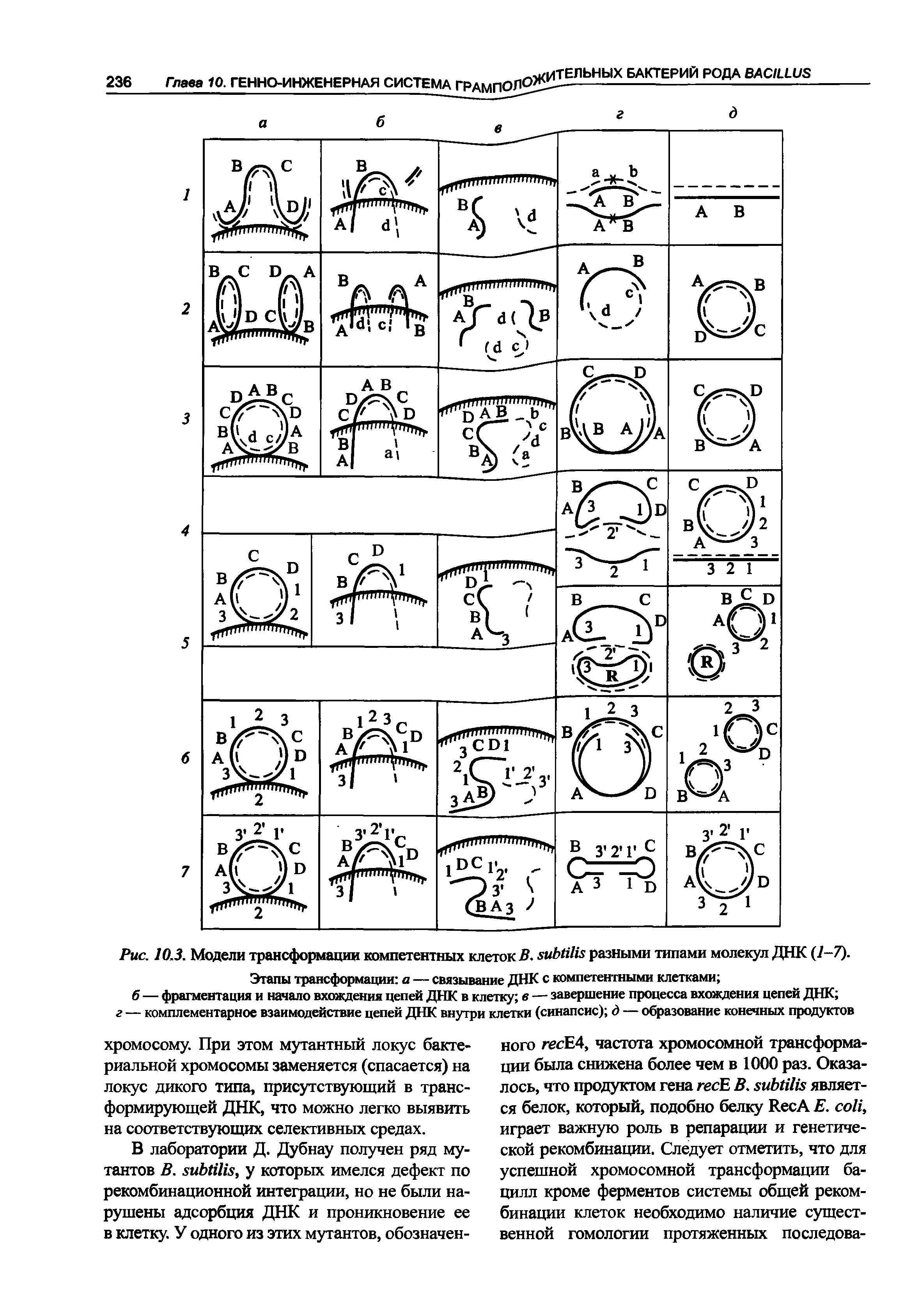 Рис. 10.3. Модели трансформации компетентных клеток В. мЫИи разными типами молекул ДНК (1-7). Этапы трансформации а — связывание ДНК с компетентными клетками ...