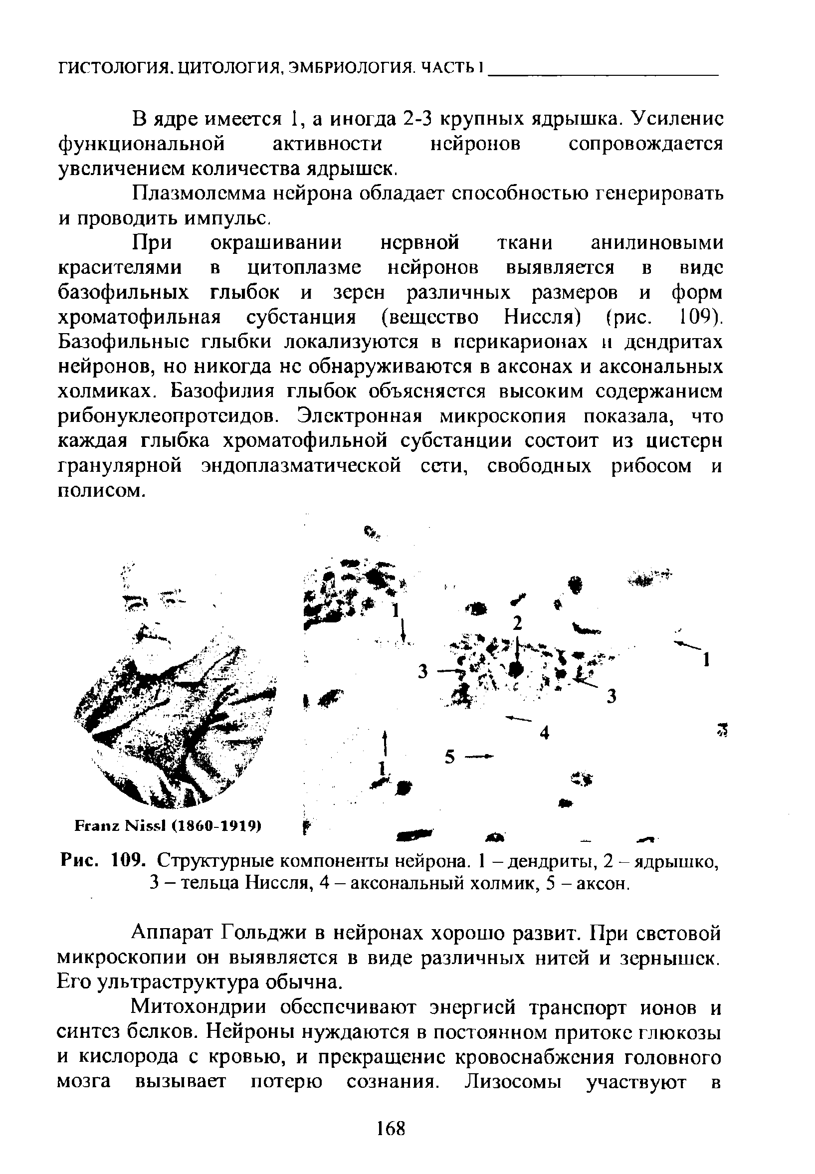 Рис. 109. Структурные компоненты нейрона. 1 - дендриты, 2 - ядрышко, 3 - тельца Ниссля, 4 - аксональный холмик, 5 - аксон.