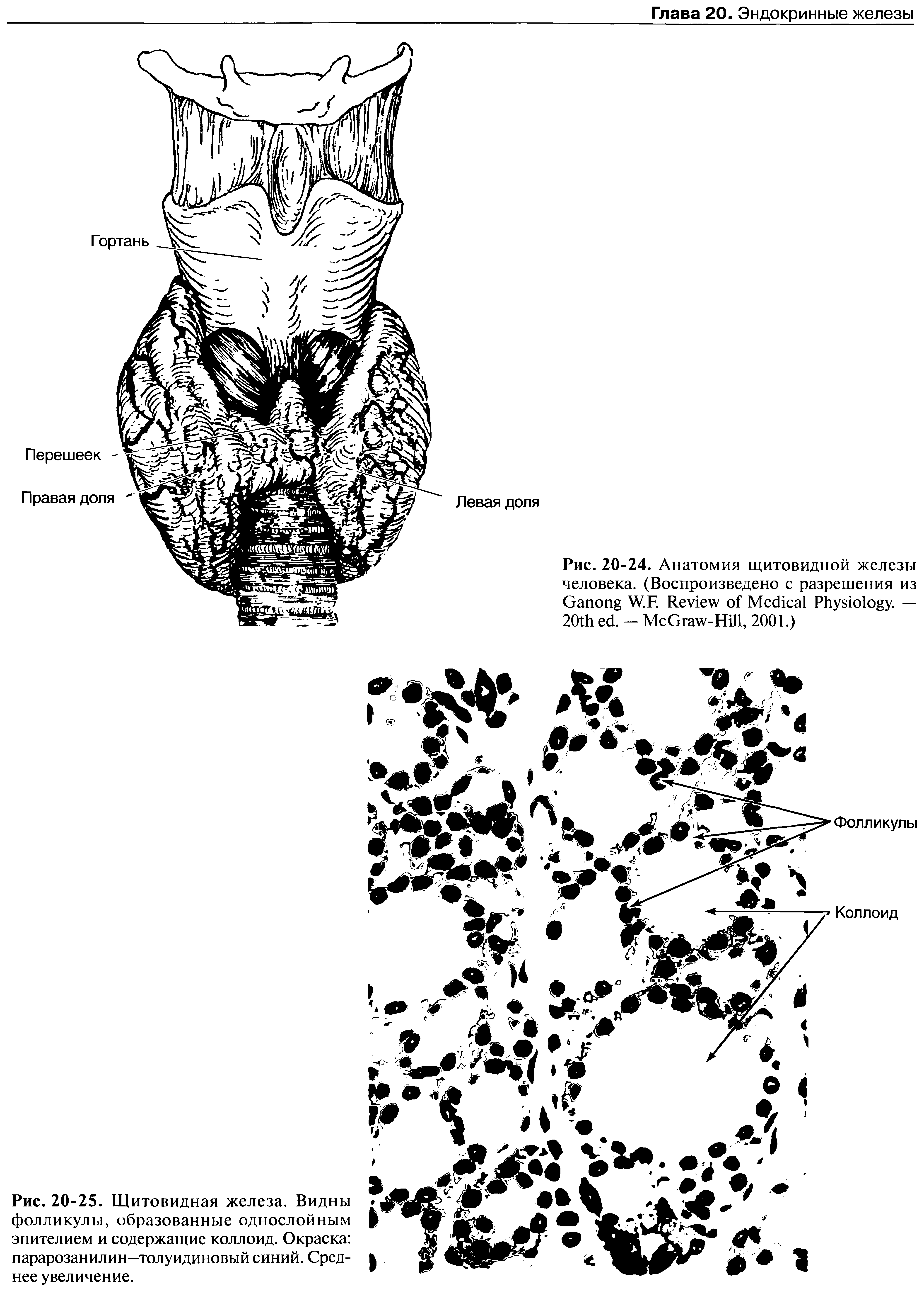 Рис. 20-24. Анатомия щитовидной железы человека. (Воспроизведено с разрешения из G W.F. R M P . — 20 . - M G -H , 2001.)...
