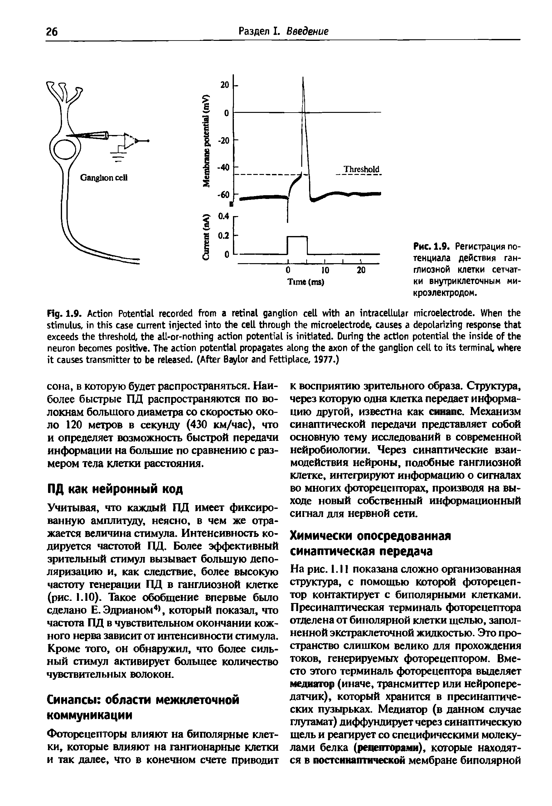 Рис. 1.9. Регистрация потенциала действия ганглиозной клетки сетчатки внутриклеточным микроэлектродом.