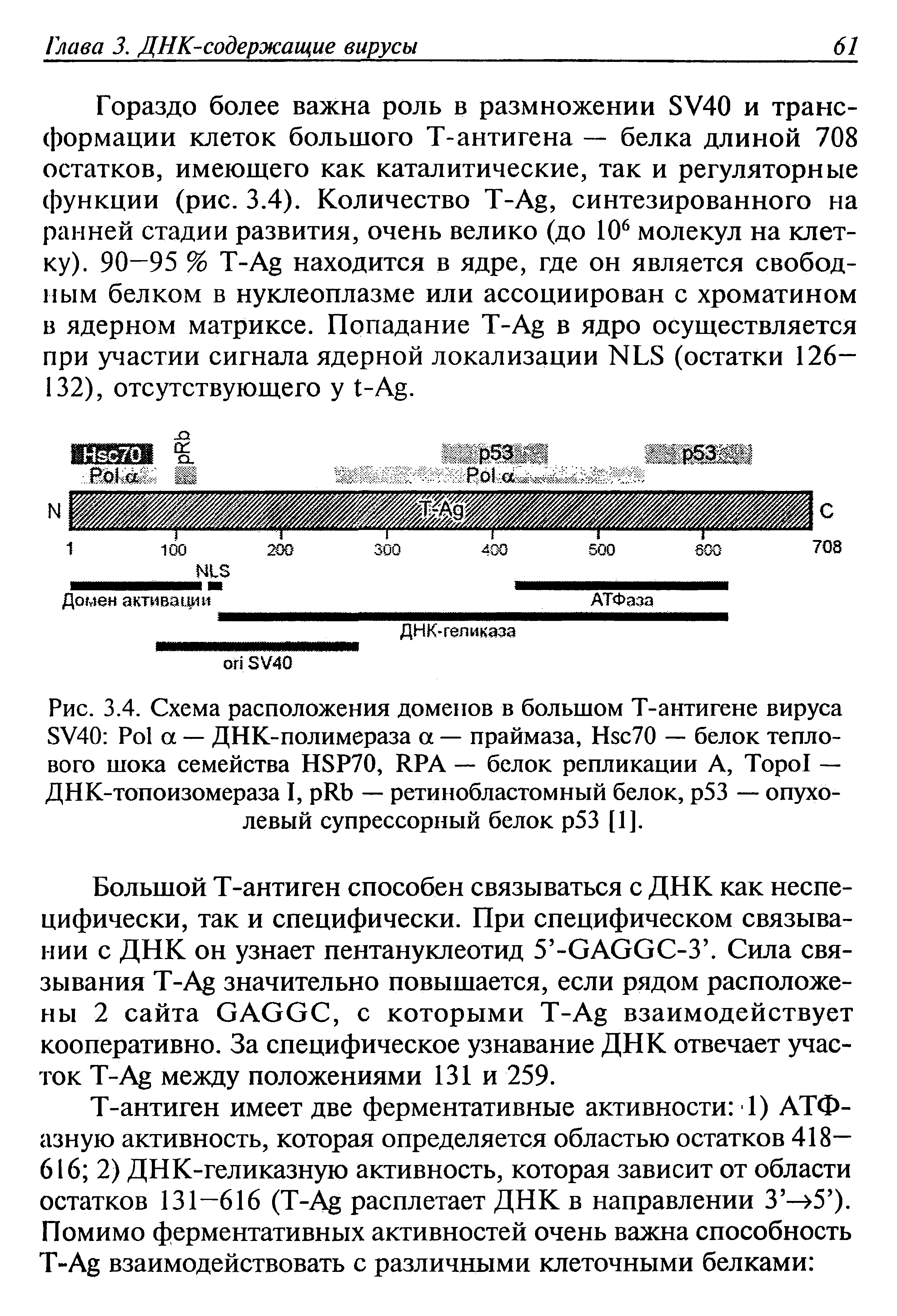 Рис. 3.4. Схема расположения доменов в большом Т-антигене вируса SV40 P а — ДНК-полимераза а — праймаза, H 70 — белок теплового шока семейства HSP70, RPA — белок репликации А, T — ДНК-топоизомераза I, R — ретинобластомный белок, р53 — опухолевый супрессорный белок р53 [1].