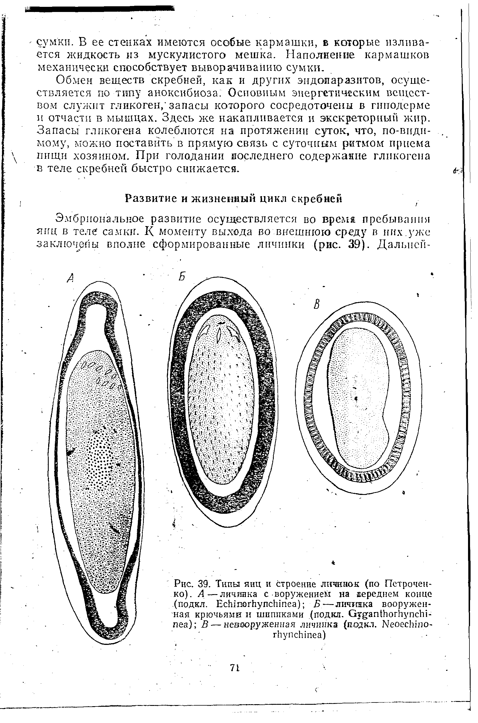 Рис. 39. Типы яиц и строение личинок (по Петроченко). А—личинка сооружением на переднем конце (подкл. ЕсЬтогЬупс1нпеа) Б —-лютика вооруженная крючьями и шиппками (подкл. Оу апПюгЬупсШ-пеа) В — невооруженная личинка (подкл. ПеоесЫпо-гНупсЫпеа)...