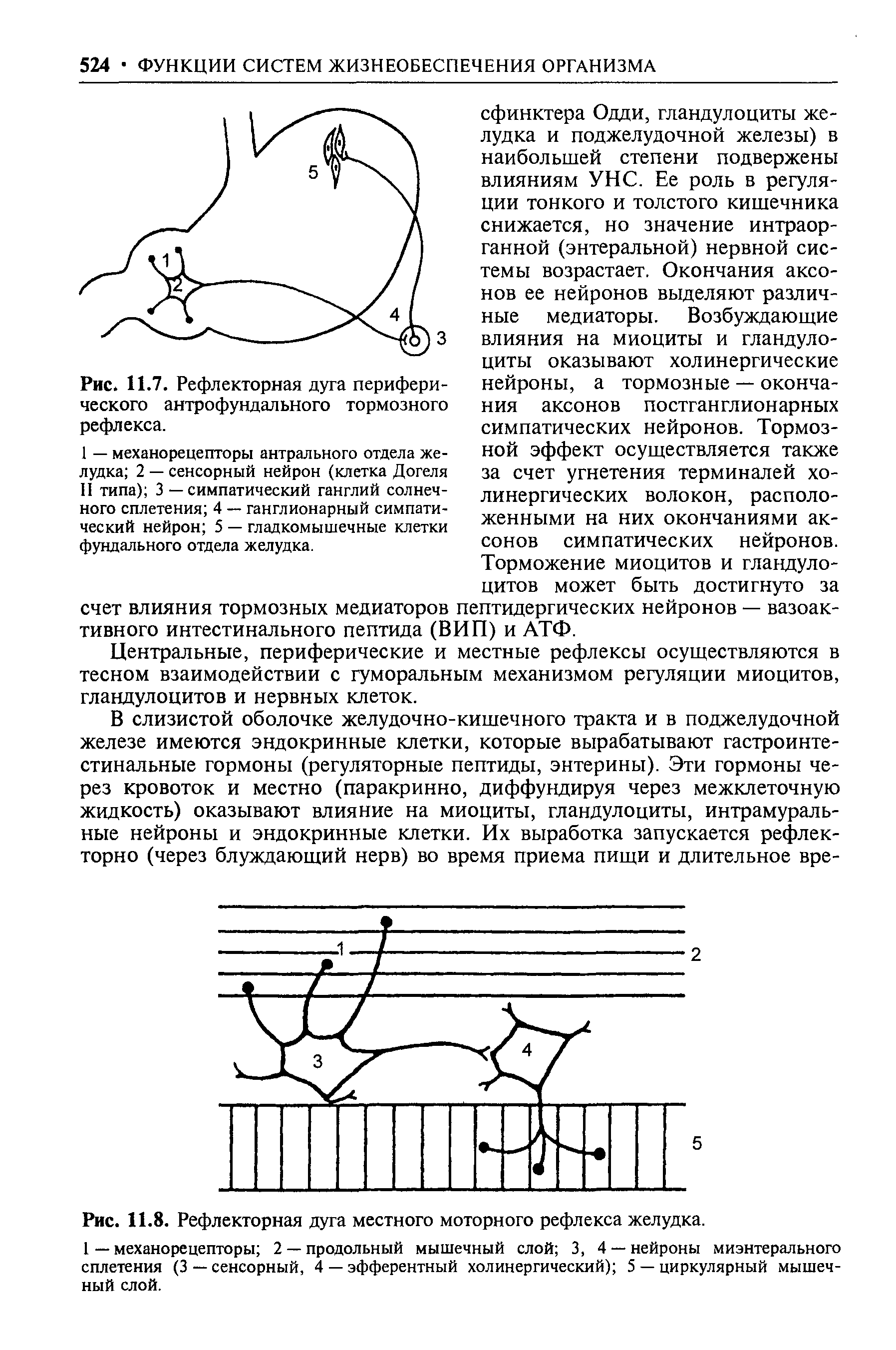 Рис. 11.8. Рефлекторная дуга местного моторного рефлекса желудка.