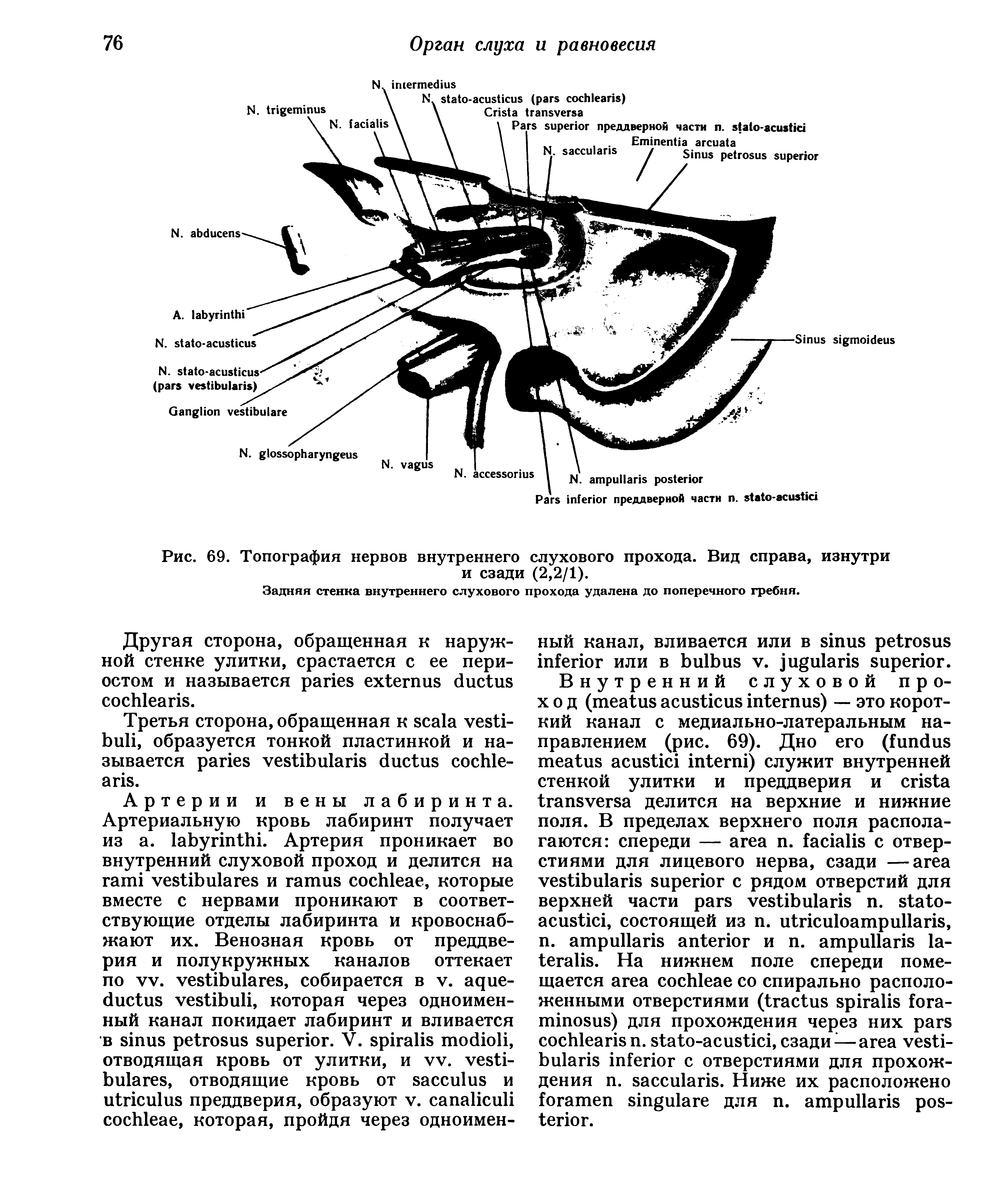 Рис. 69. Топография нервов внутреннего слухового прохода. Вид справа, изнутри и сзади (2,2/1).