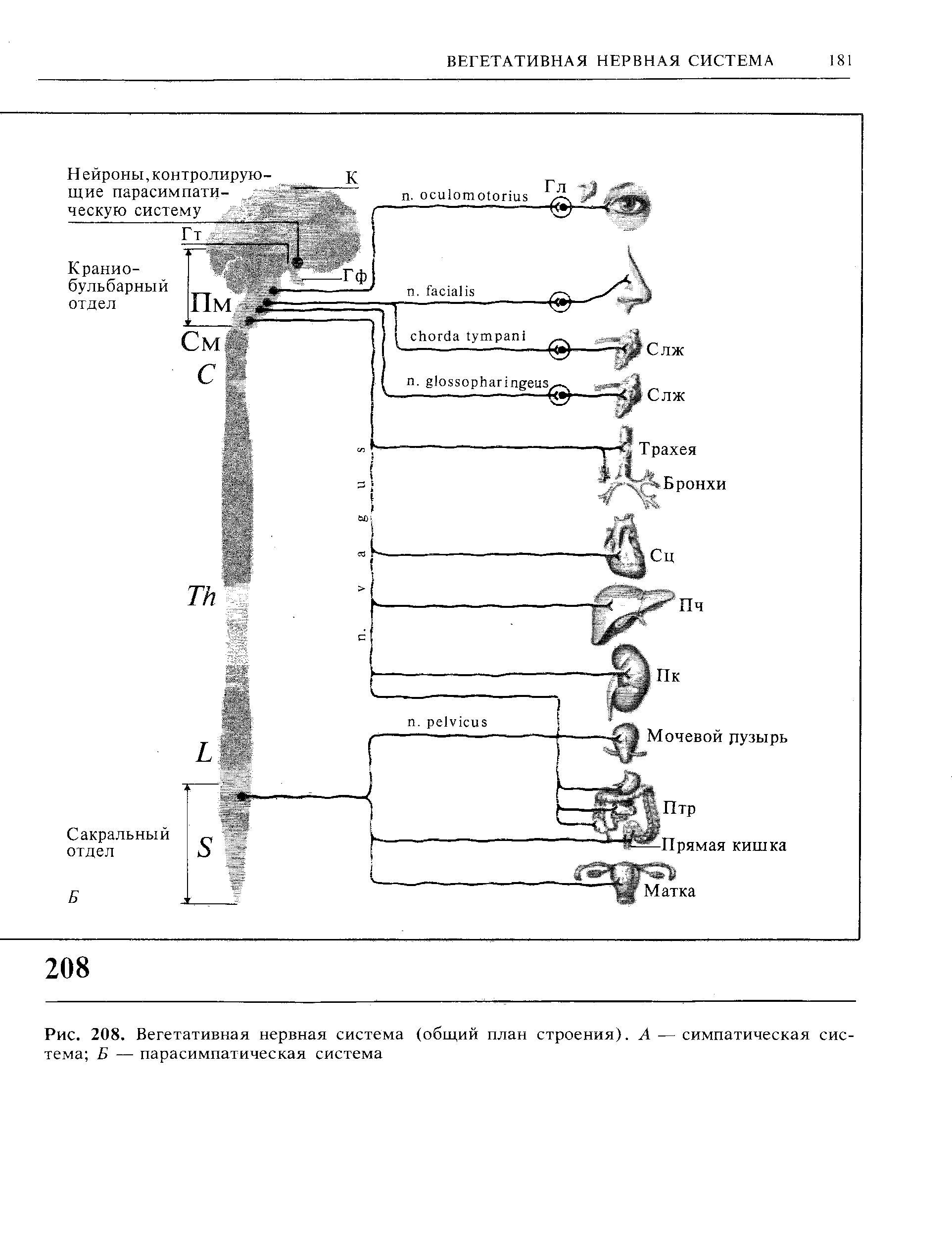 Рис. 208. Вегетативная нервная система (общий план строения). А — симпатическая система Б — парасимпатическая система...