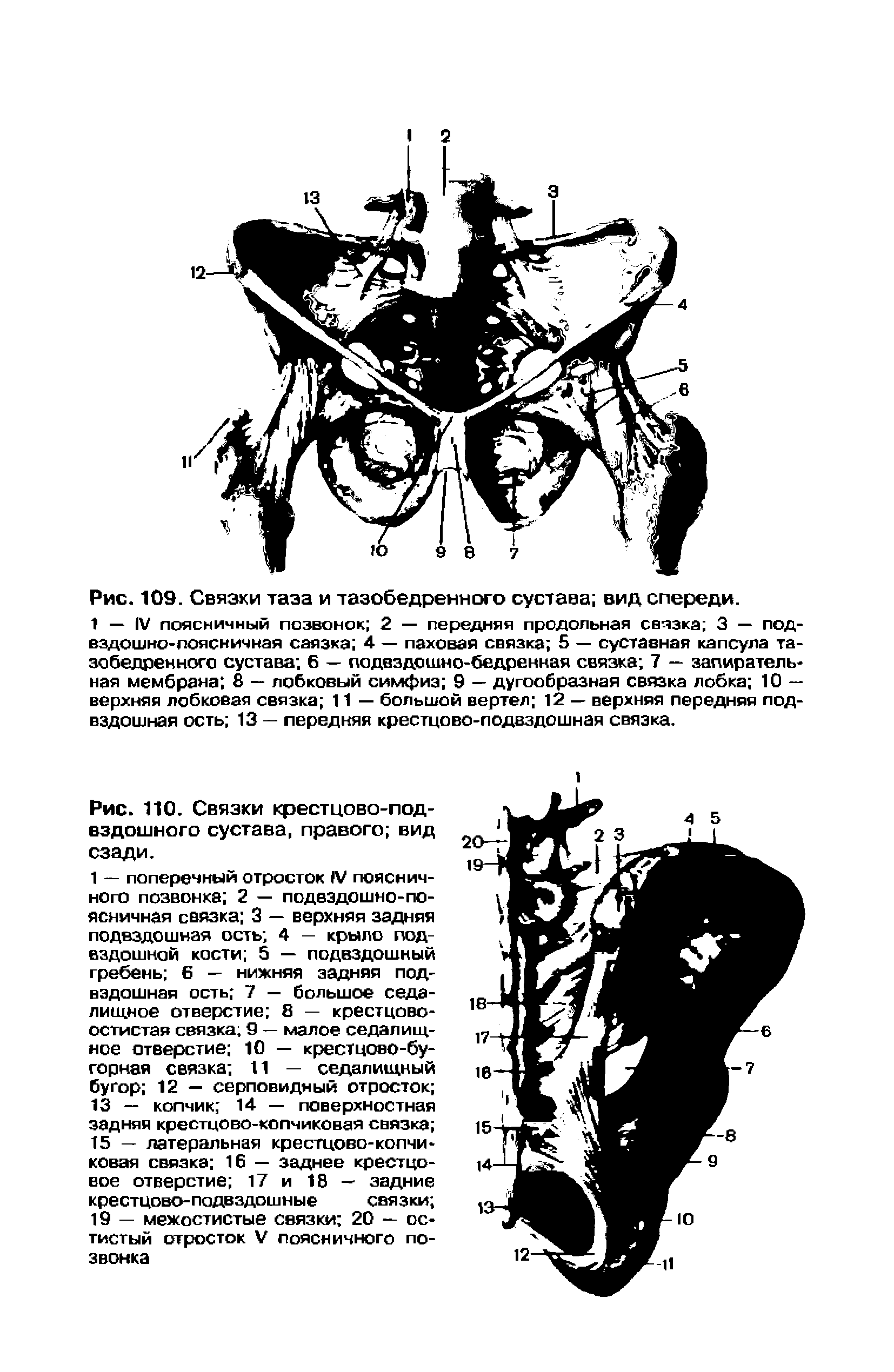 Рис. 110. Связки крестцово-подвздошного сустава, правого вид сзади.