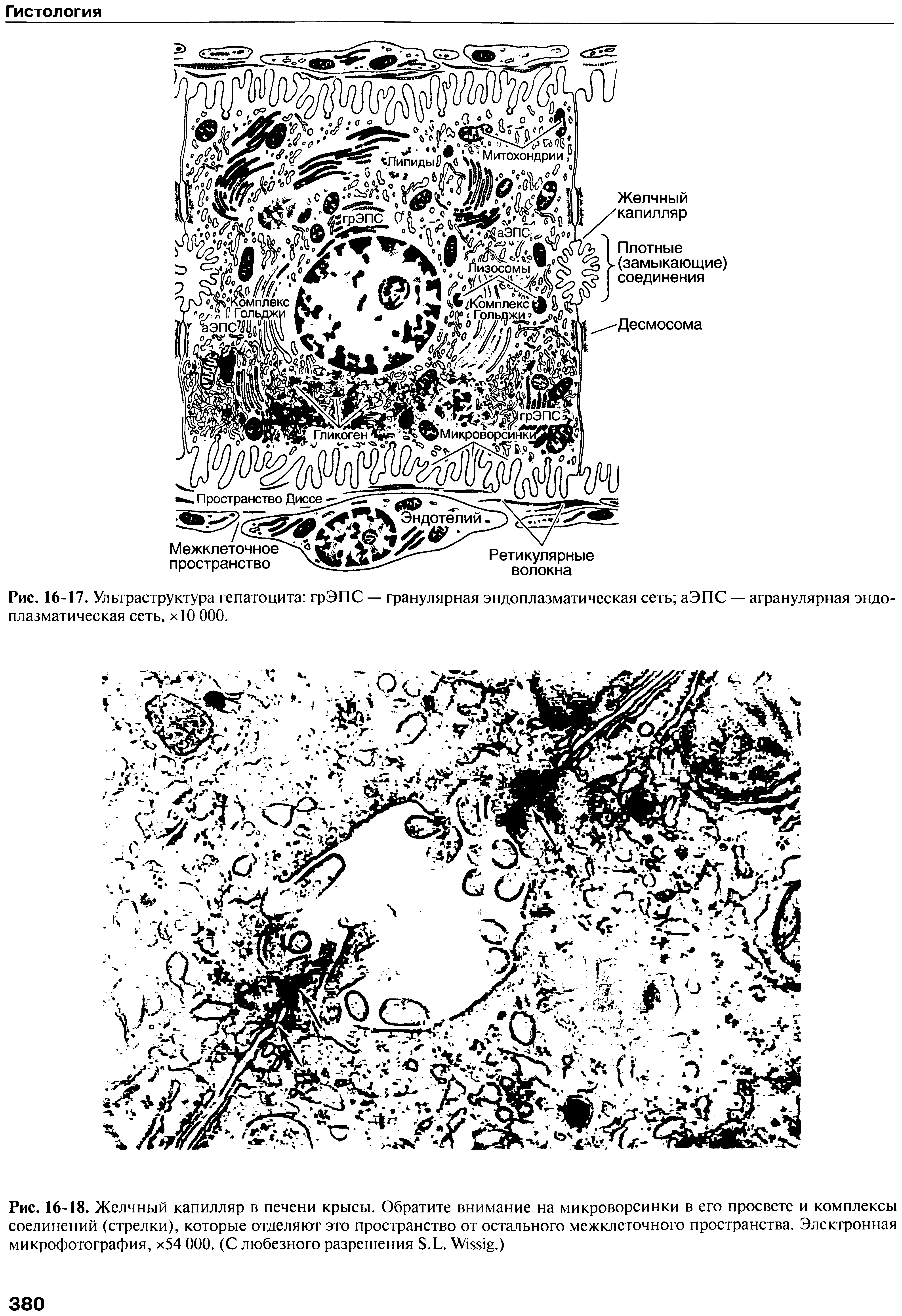 Рис. 16-17. Ультраструктура гепатоцита грЭПС — гранулярная эндоплазматическая сеть аЭПС — агранулярная эндоплазматическая сеть. хЮ ООО.