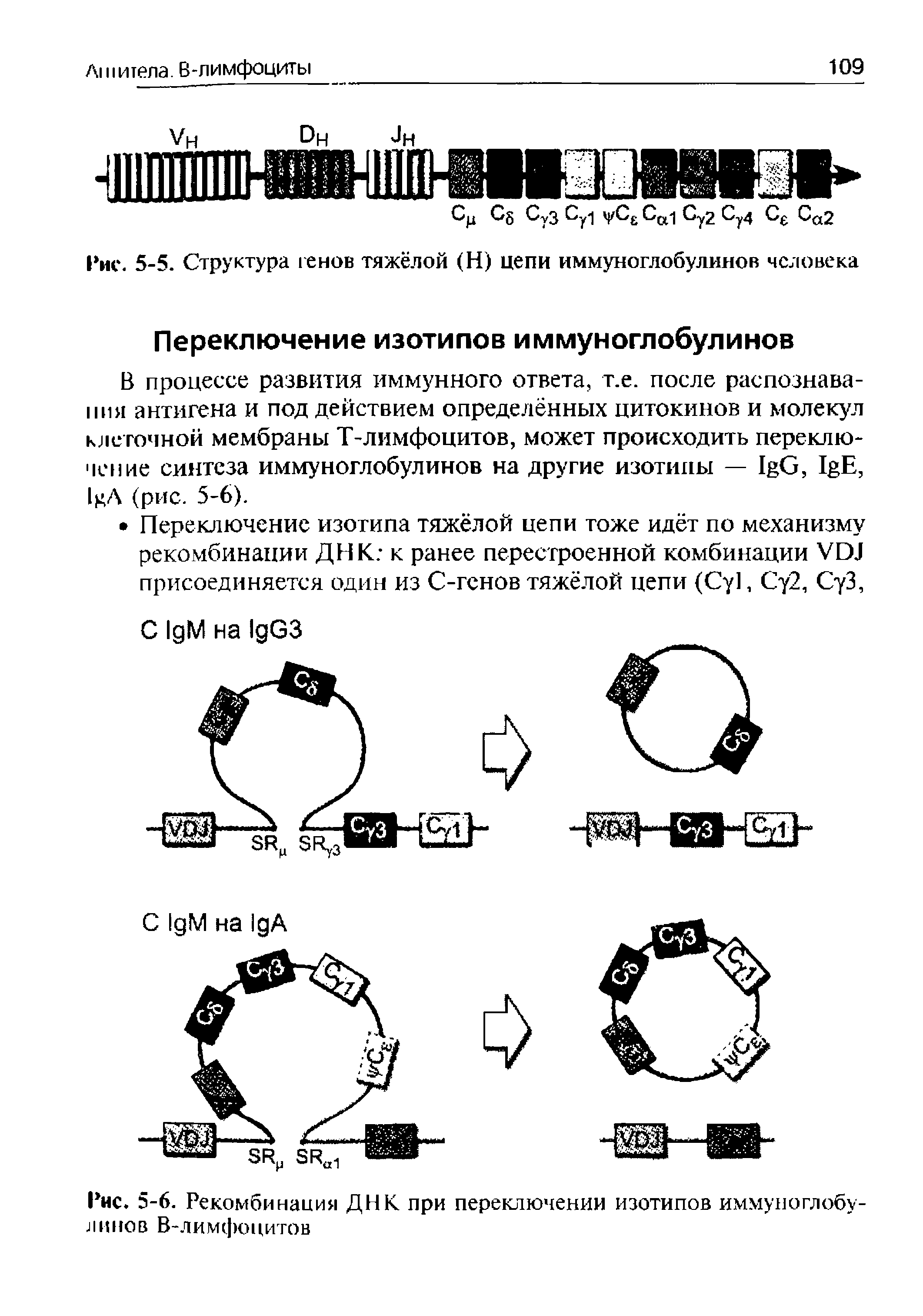 Рис. 5-5. Структура генов тяжёлой (Н) цепи иммуноглобулинов человека...