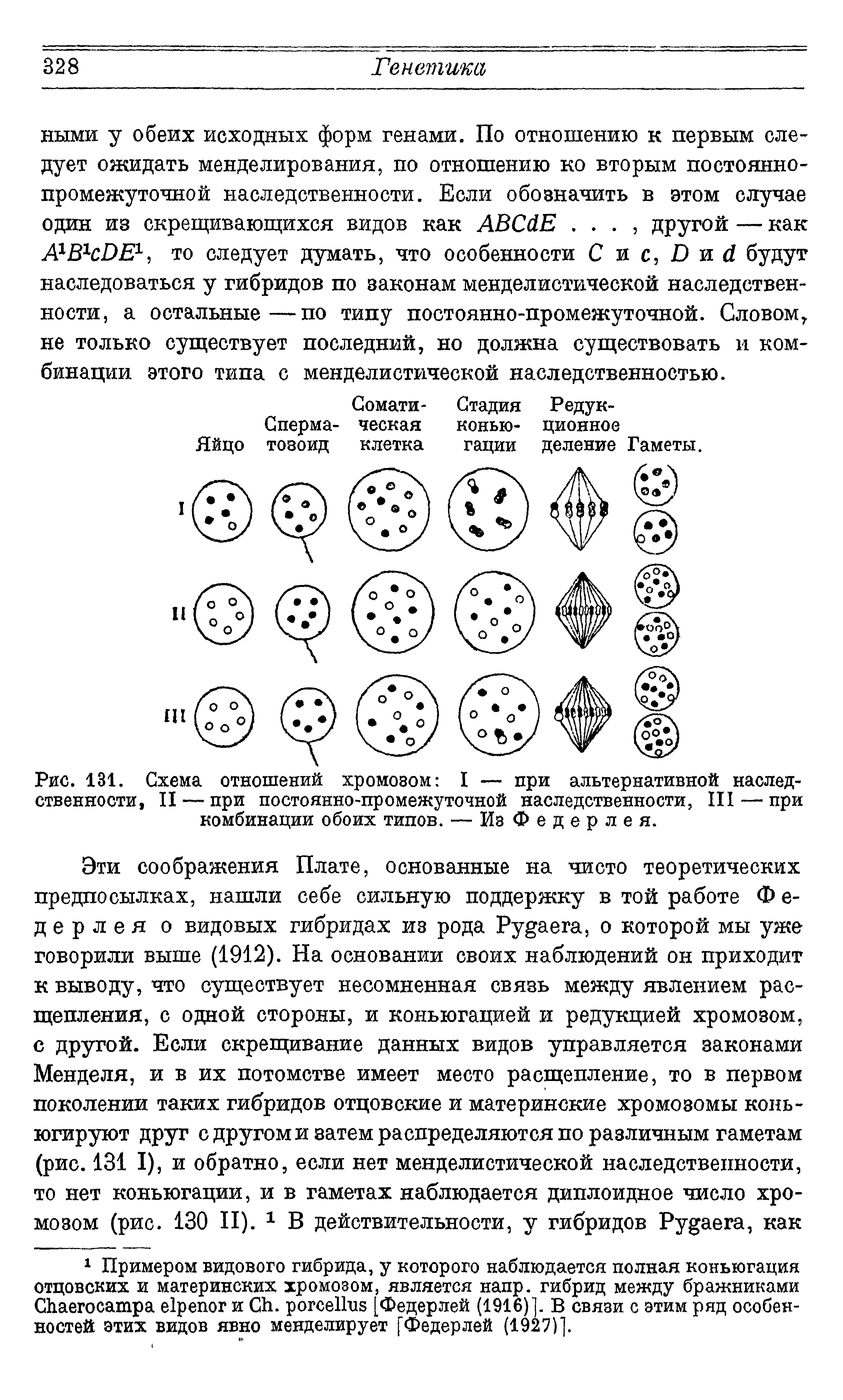 Рис. 131. Схема отношений хромовом I — при альтернативной наследственности, II — при постоянно-промежуточной наследственности, III — при комбинации обоих типов. — ИзФедерлея.