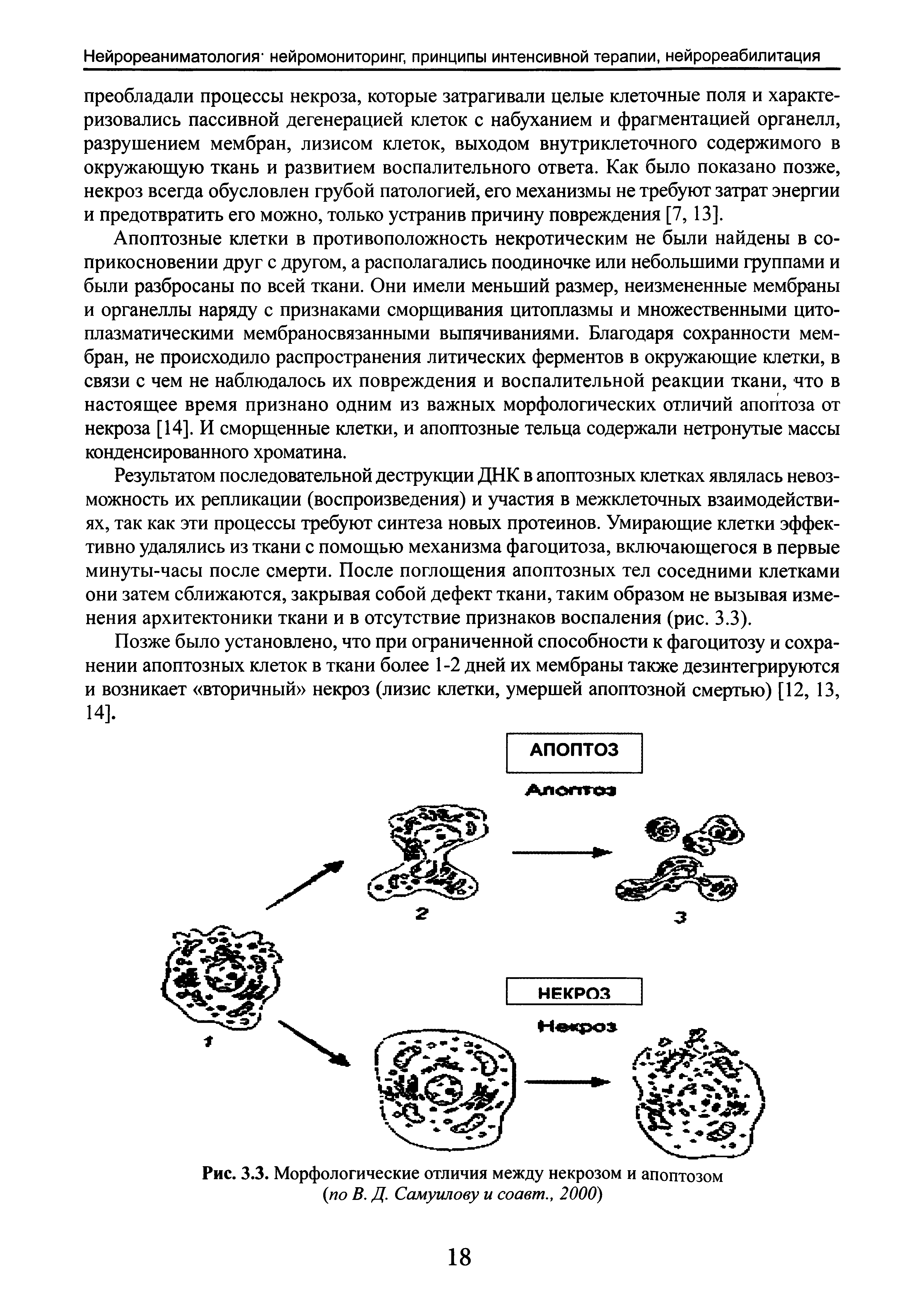 Рис. 3.3. Морфологические отличия между некрозом и апоптозом (по В. Д. Самуилову и соавт., 2000)...