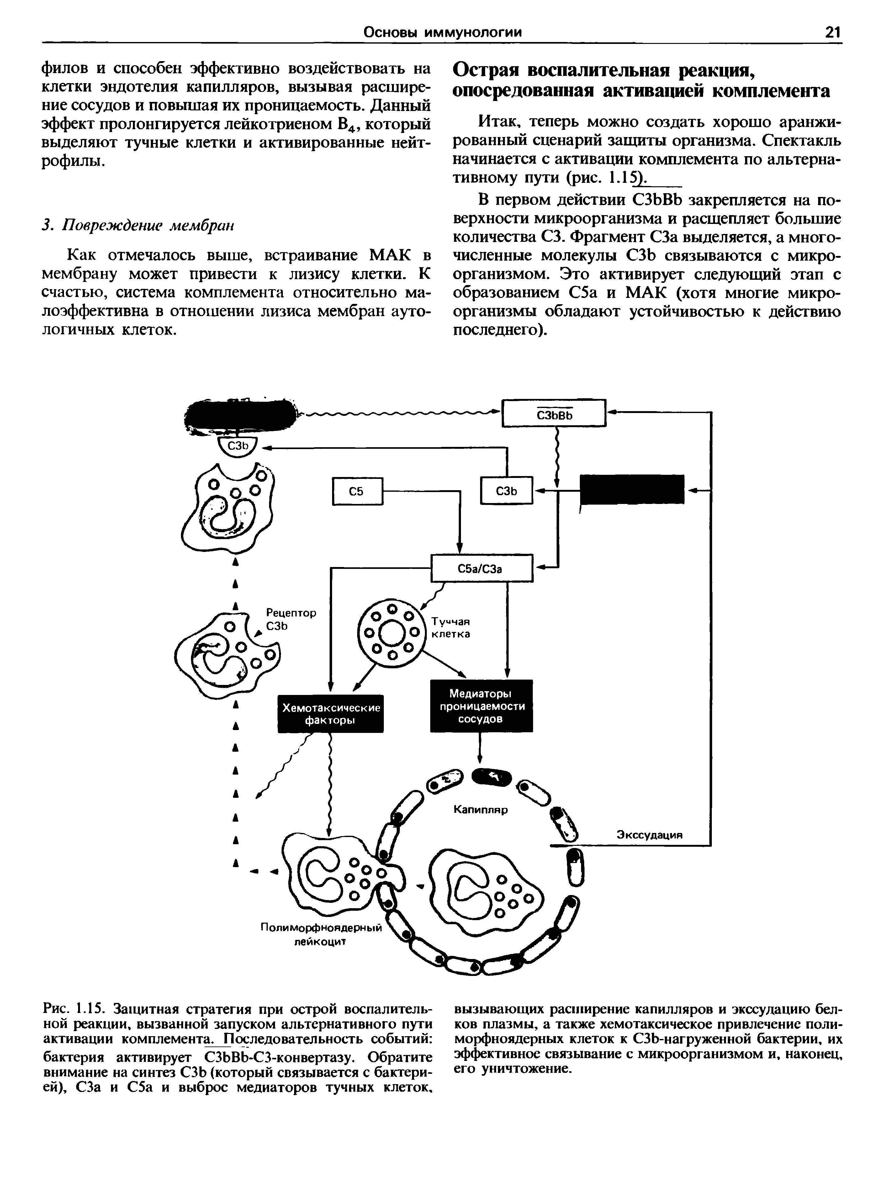 Рис. 1.15. Защитная стратегия при острой воспалительной реакции, вызванной запуском альтернативного пути активации комплемента. Последовательность событий бактерия активирует СЗЬВЬ-СЗ-конвертазу. Обратите внимание на синтез СЗЬ (который связывается с бактерией), СЗа и С5а и выброс медиаторов тучных клеток.