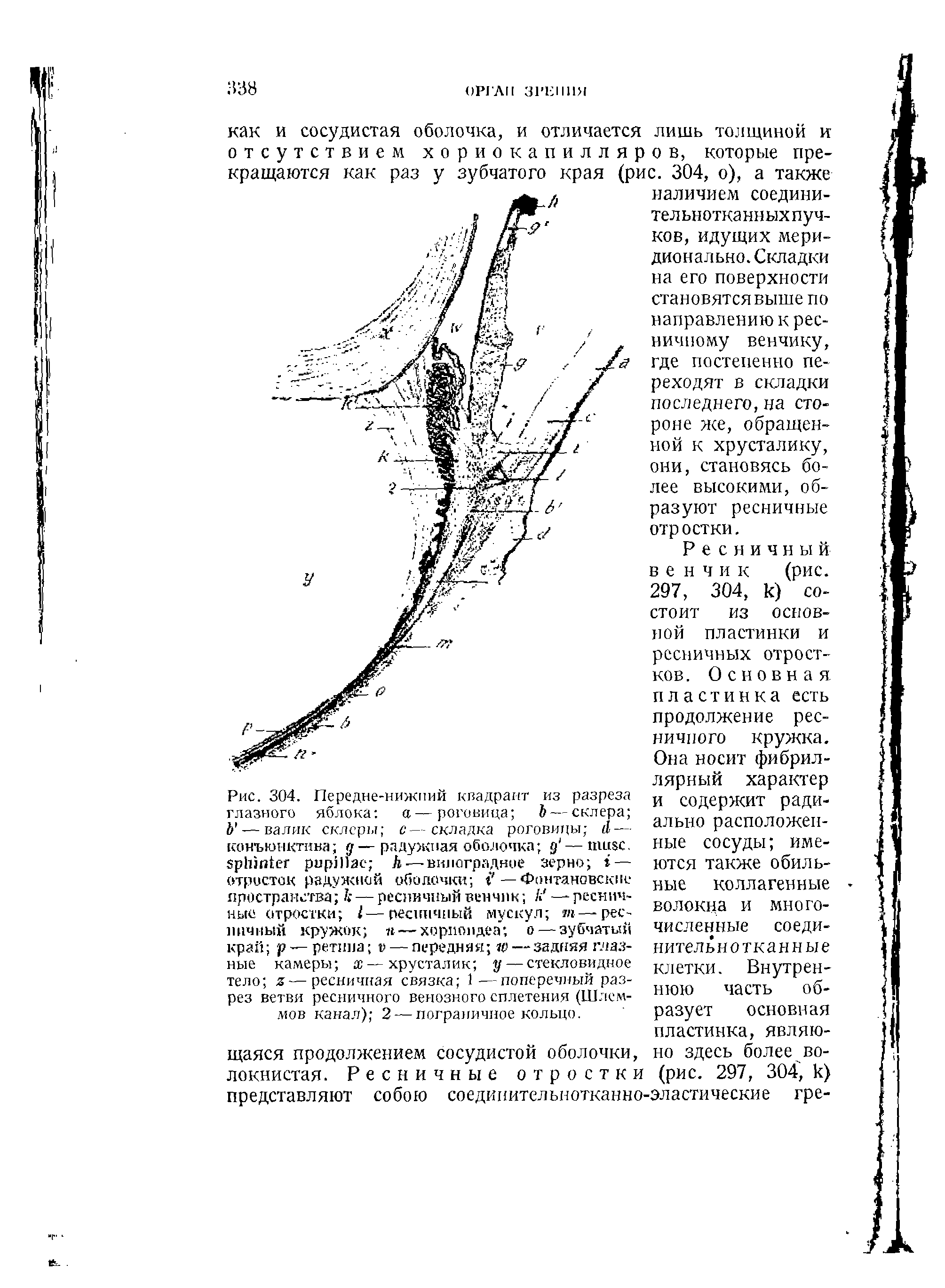 Рис. 304. Передне-нижний квадрант глазного яблока а—роговица Ь — валик склеры с—.