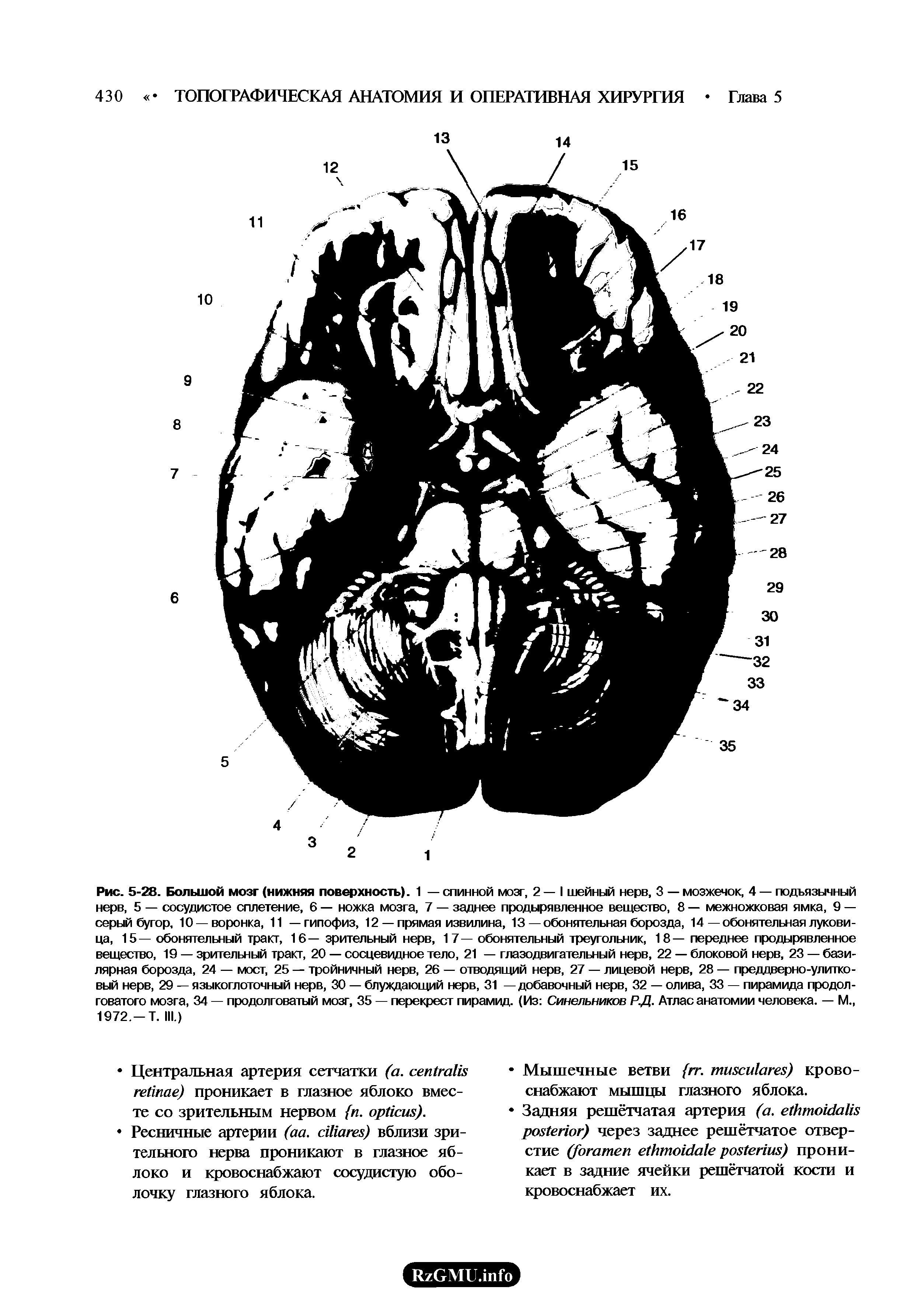 Рис. 5-28. Большой мозг (нижняя поверхность). 1 — спинной мозг, 2 — I шейный нерв, 3 — мозжечок, 4 — подъязычный нерв, 5 — сосудистое сплетение, 6 — ножка мозга, 7 — заднее продырявленное вещество, 8 — межножковая ямка, 9 — серый бугор, 10 —воронка, 11 —гипофиз, 12 —прямая извилина, 13—обонятельная борозда, 14—обонятельная луковица, 15— обонятельный тракт, 16— зрительный нерв, 17— обонятельный треугольник, 18— переднее продырявленное вещество, 19 — зрительный тракт, 20 — сосцевидное тело, 21 — глазодвигательный нерв, 22 — блоковой нерв, 23 — базилярная борозда, 24 — мост, 25 — тройничный нерв, 26 — отводящий нерв, 27 — лицевой нерв, 28 — преддверно-улитковый нерв, 29 — языкоглоточный нерв, 30 — блуждающий нерв, 31 —добавочный нерв, 32 — олива, 33 — пирамида продолговатого мозга, 34 — продолговатый мозг, 35 — перекрест пирамид. (Из Синельников Р.Д. Атлас анатомии человека. — М., 1972.-Т. III.)...