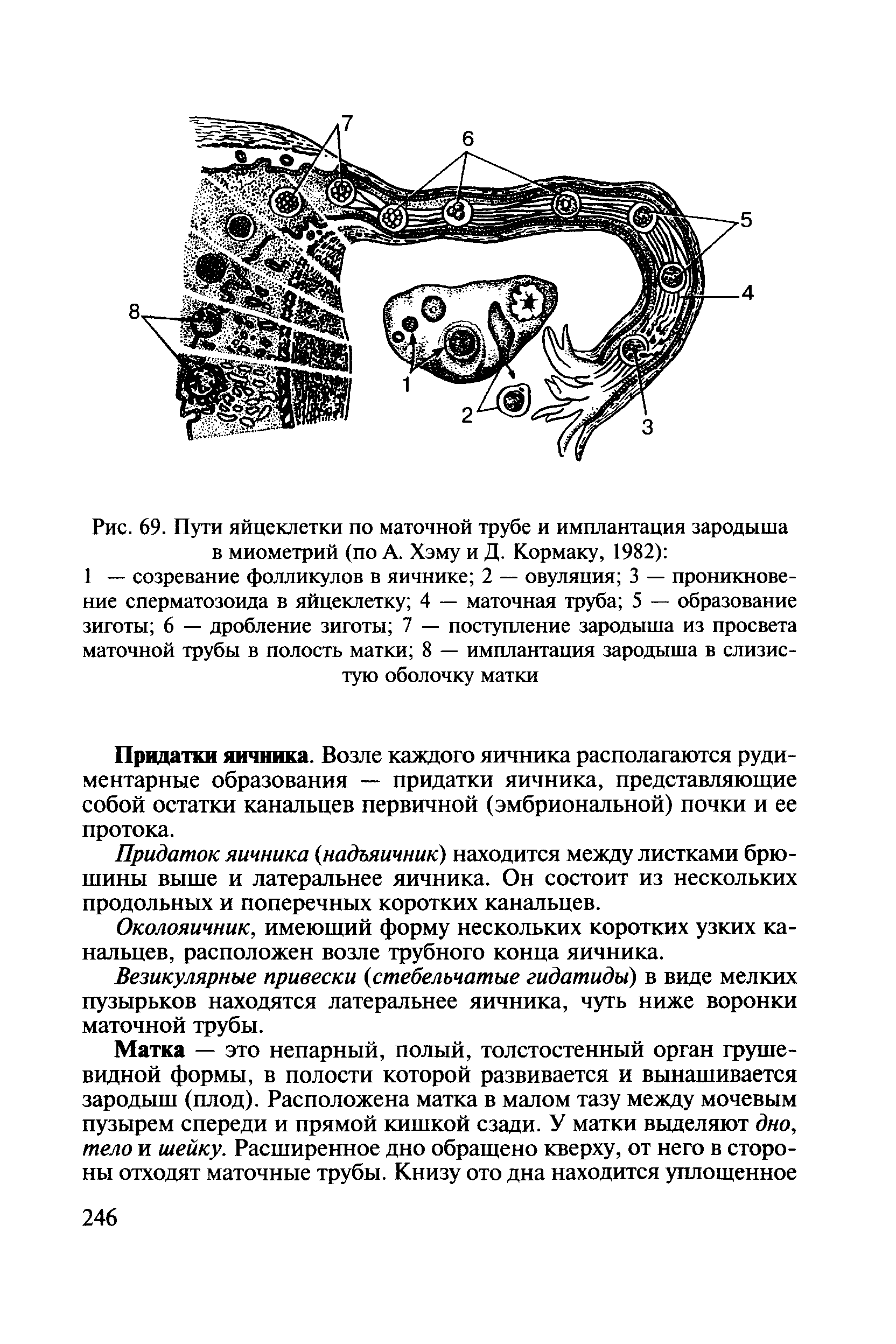 Рис. 69. Пути яйцеклетки по маточной трубе и имплантация зародыша в миометрий (по А. Хэму и Д. Кормаку, 1982) ...