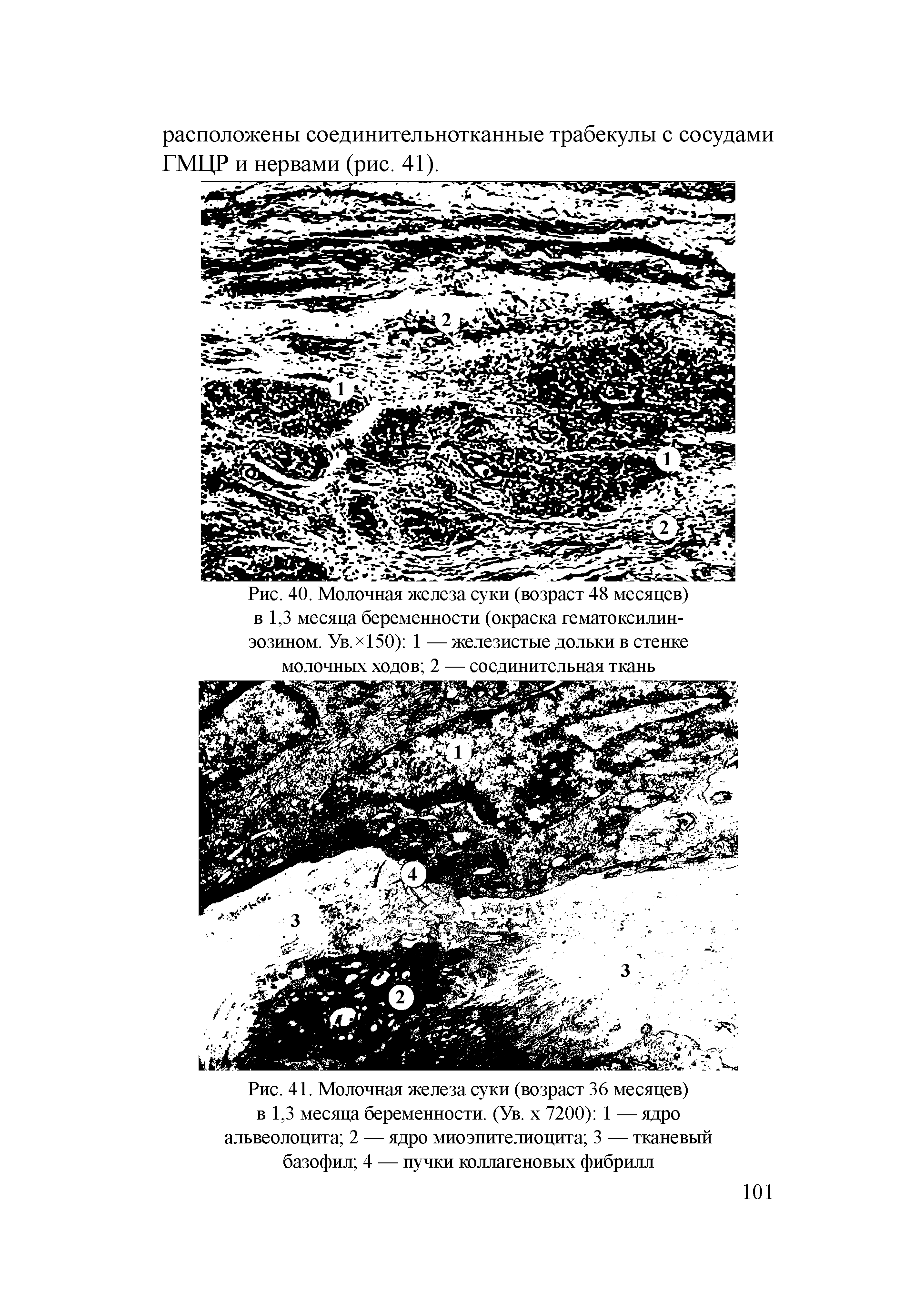 Рис. 41. Молочная железа суки (возраст 36 месяцев) в 1,3 месяца беременности. (Ув. х 7200) 1 — ядро альвеолоцита 2 — ядро миоэпителиоцита 3 — тканевый базофил 4 — пучки коллагеновых фибрилл...