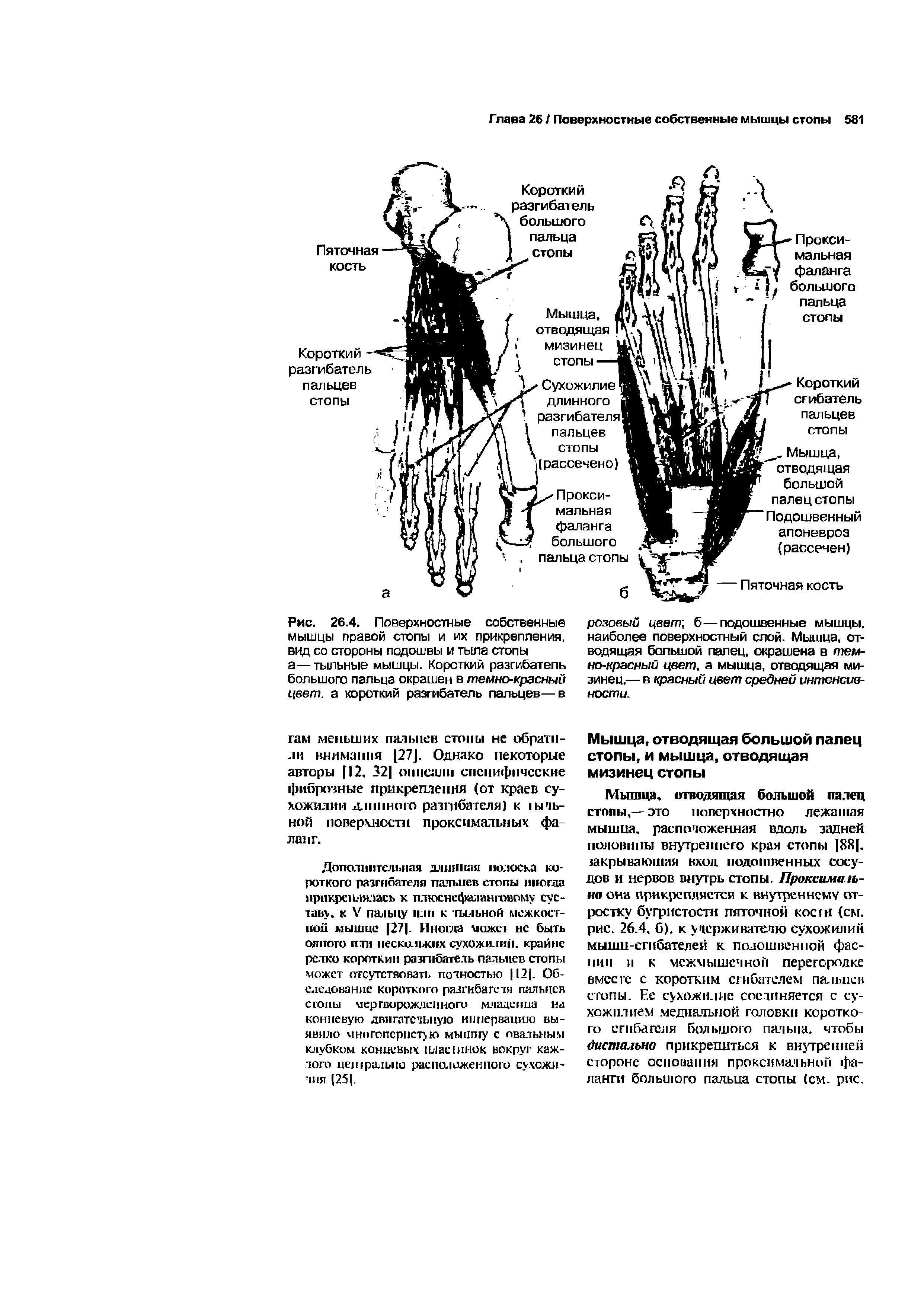 Рис. 26.4. Поверхностные собственные мышцы правой стопы и их прикрепления, вид со стороны подошвы и тыла стопы а — тыльные мышцы. Короткий разгибатель большого пальца окрашен в темно-красный цвет, а короткий разгибатель пальцев—в...