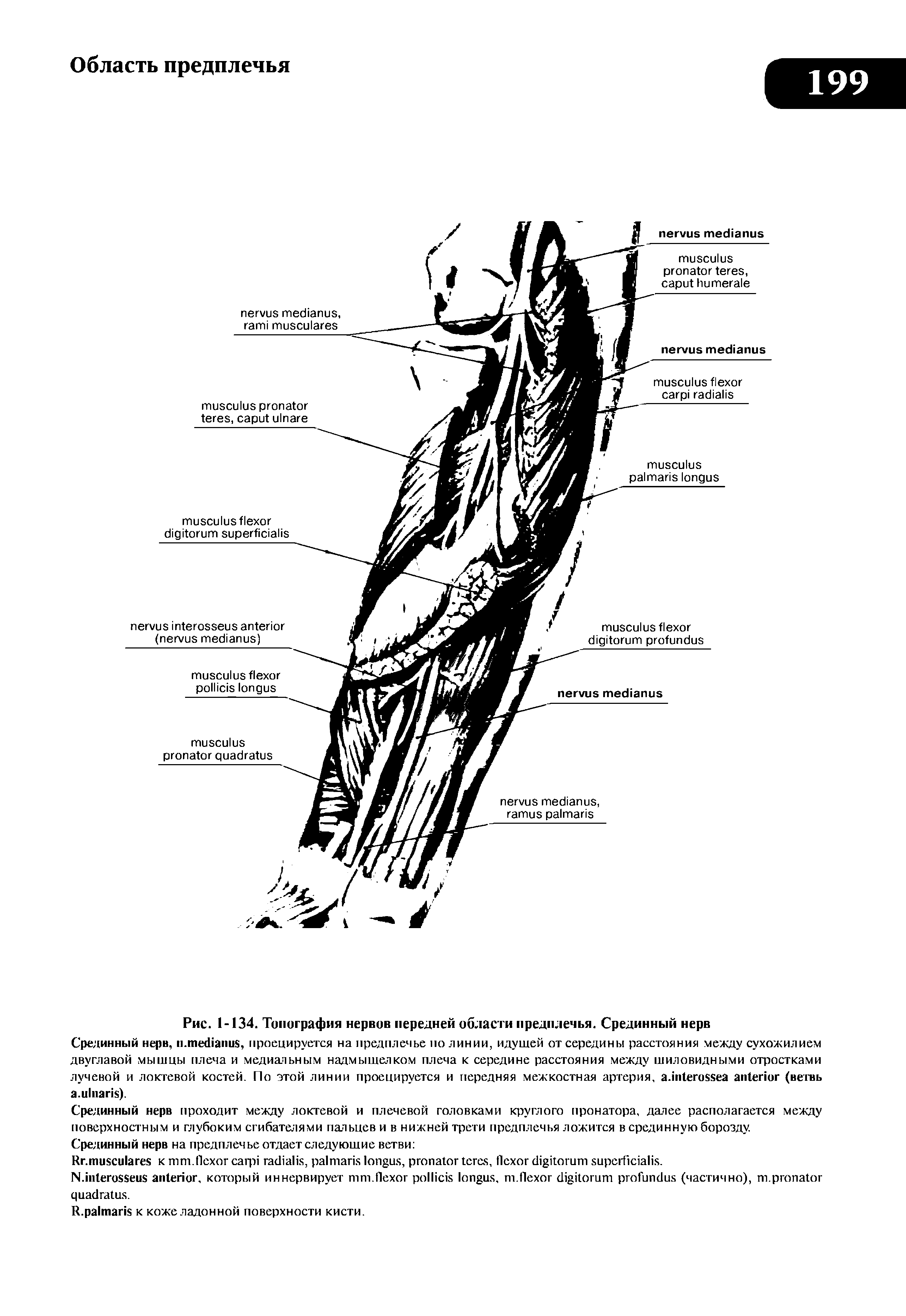 Рис. 1-134. Топография нервов передней области предплечья. Срединный нерв...
