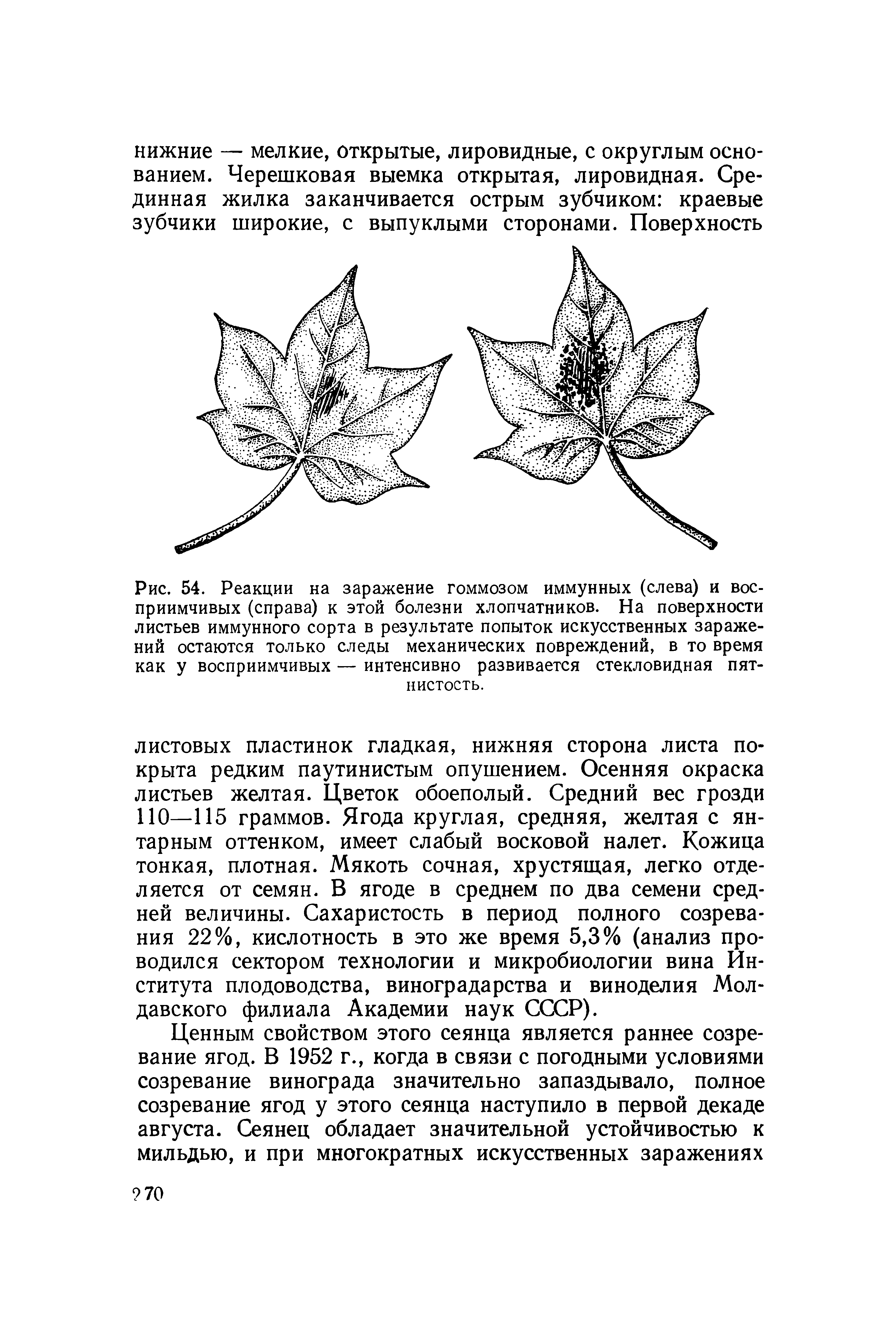 Рис. 54. Реакции на заражение гоммозом иммунных (слева) и восприимчивых (справа) к этой болезни хлопчатников. На поверхности листьев иммунного сорта в результате попыток искусственных заражений остаются только следы механических повреждений, в то время как у восприимчивых — интенсивно развивается стекловидная пятнистость.