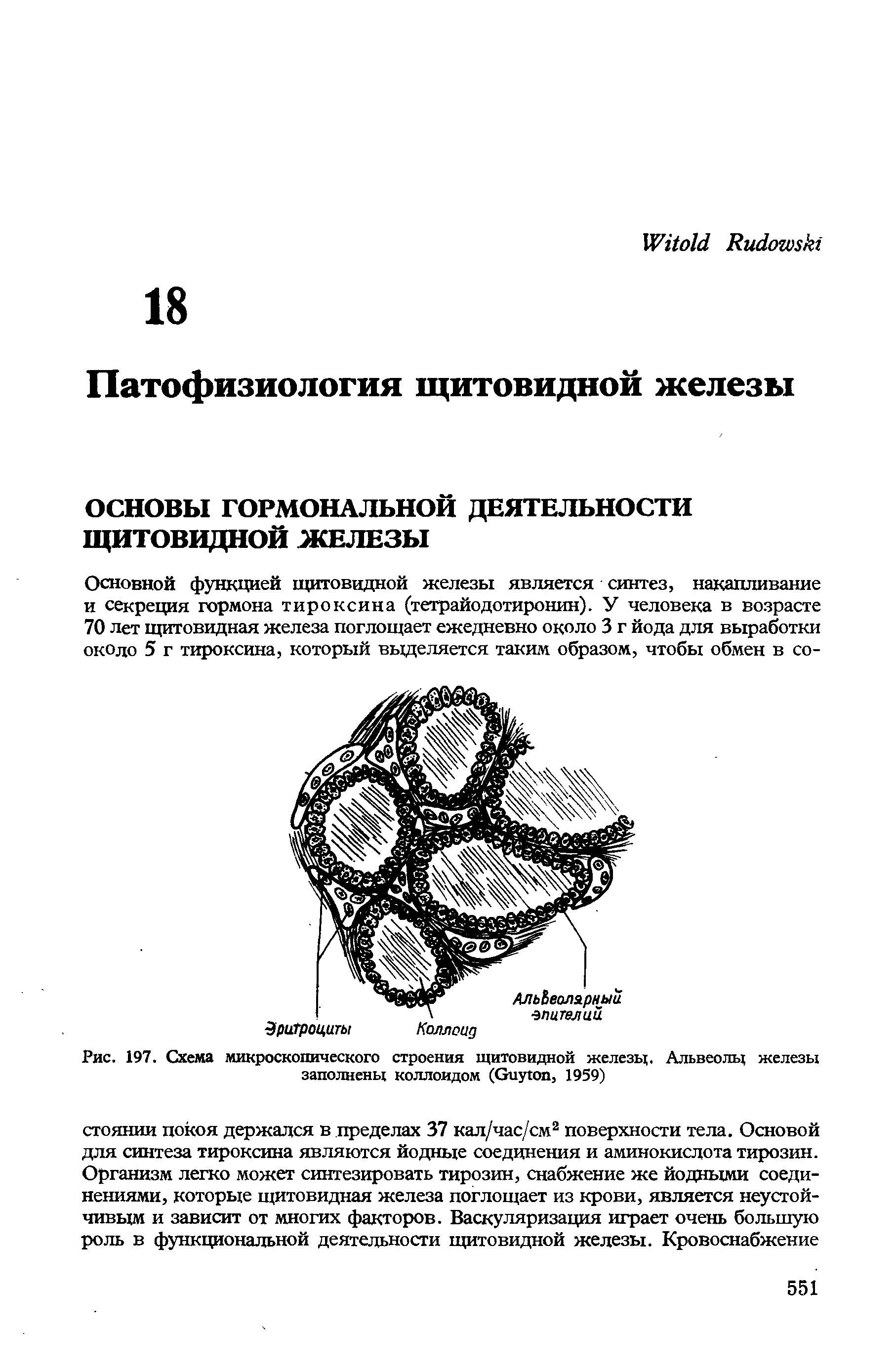 Рис. 197. Схема микроскопического строения щитовидной железы . Альвеолы железы заполнены коллоидом (G , 1959)...