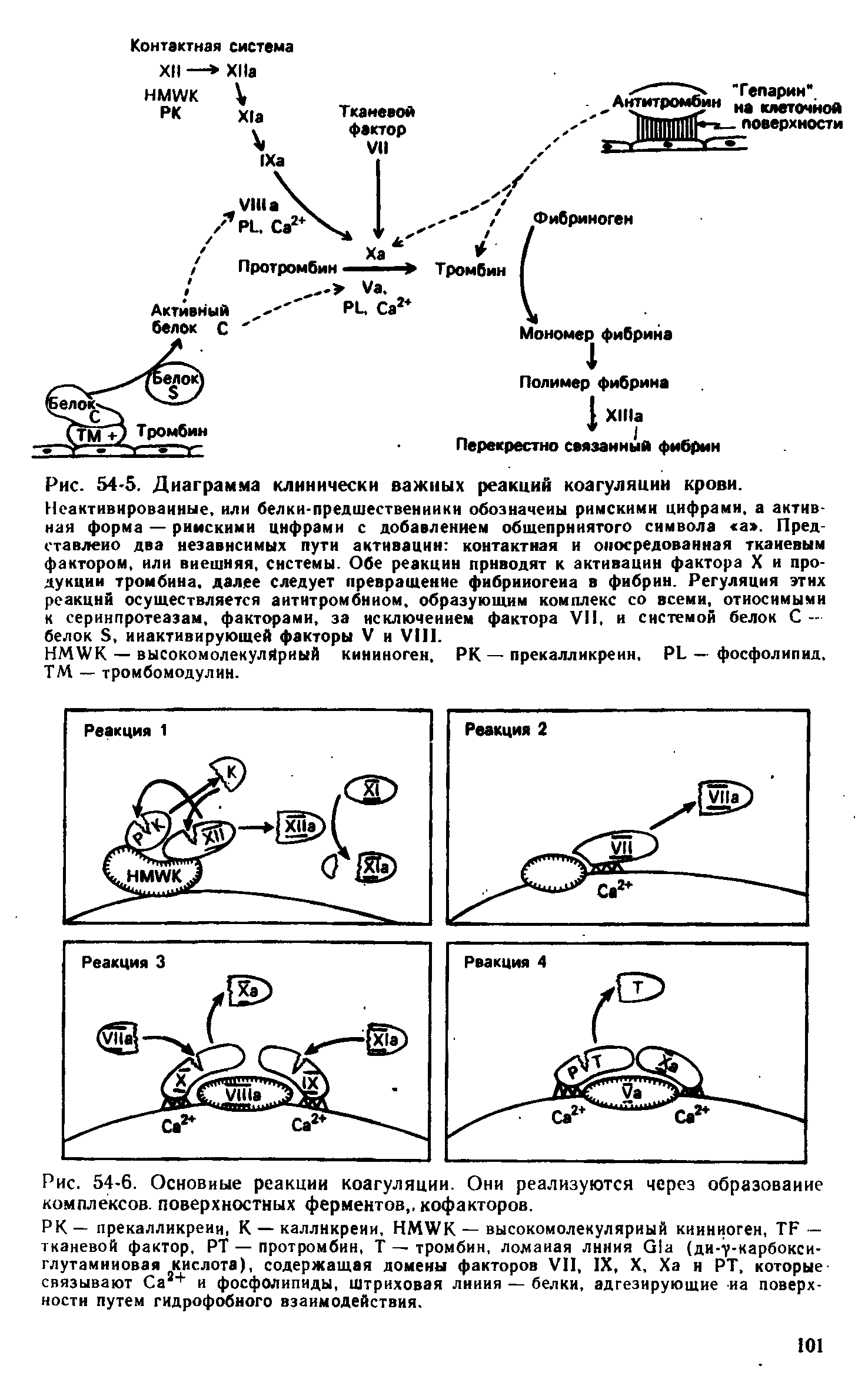 Рис. 54-6. Основные реакции коагуляции. Они реализуются через образование комплексов, поверхностных ферментов, кофакторов.