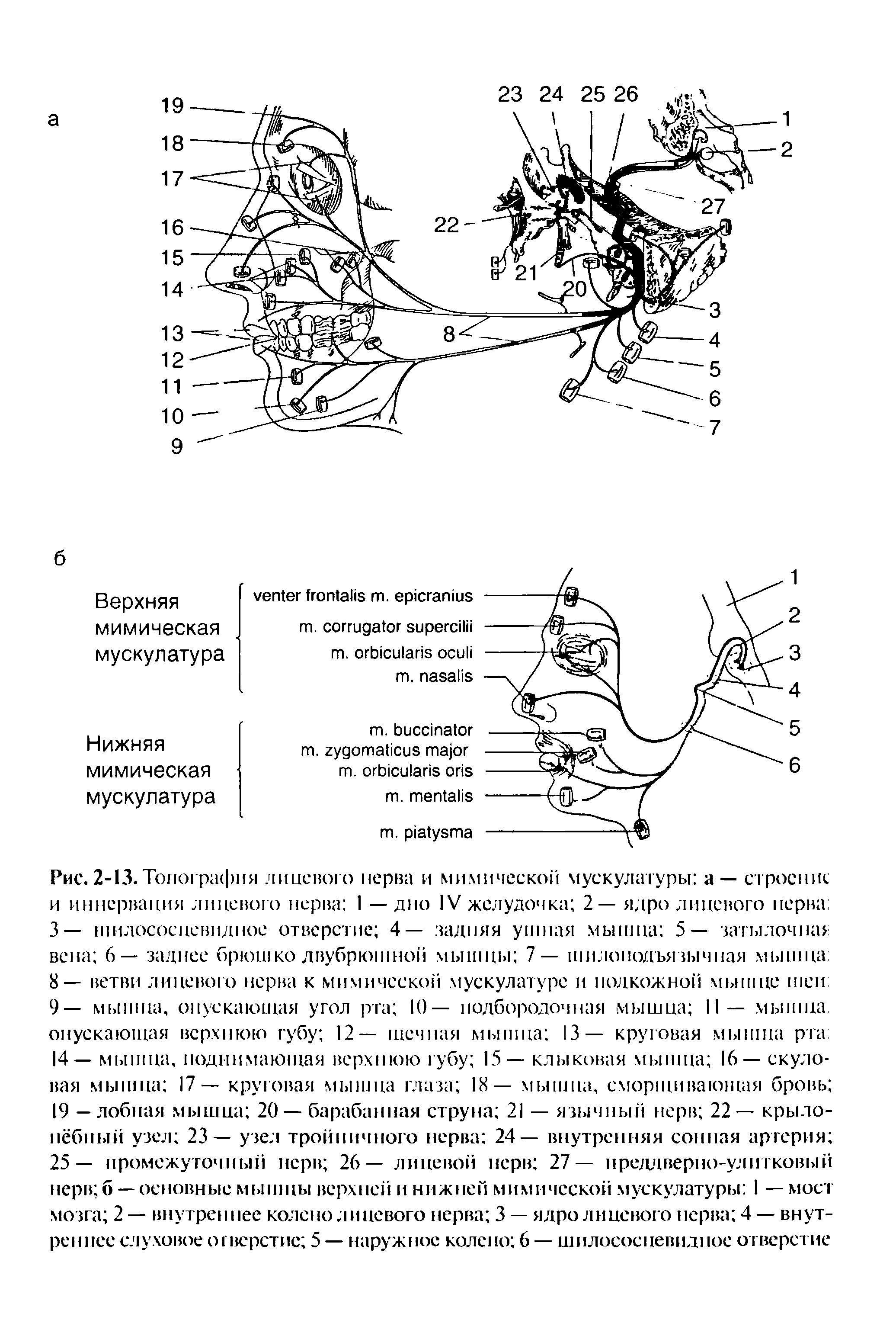 Рис. 2-13. Топография лицевого нерва и мимической мускулатуры а — строение и иннервация лицевого нерва 1 — дно IV желудочка 2— ядро лицевого нерва. 3— шилососцевидное отверстие 4— задняя ушная мышца 5— затылочка вена 6— заднее брюшко двубрюшной мышцы 7— шилоподъязычная мышца...